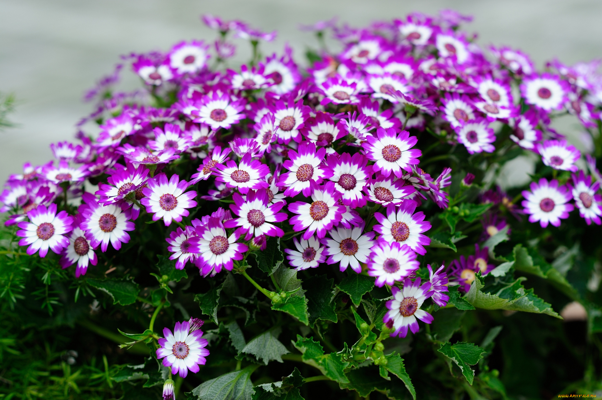 цветы, цинерария, пестрый