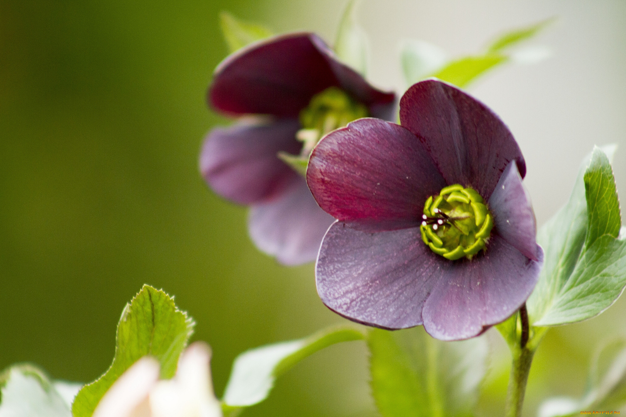 цветы, геллеборус, морозник, макро