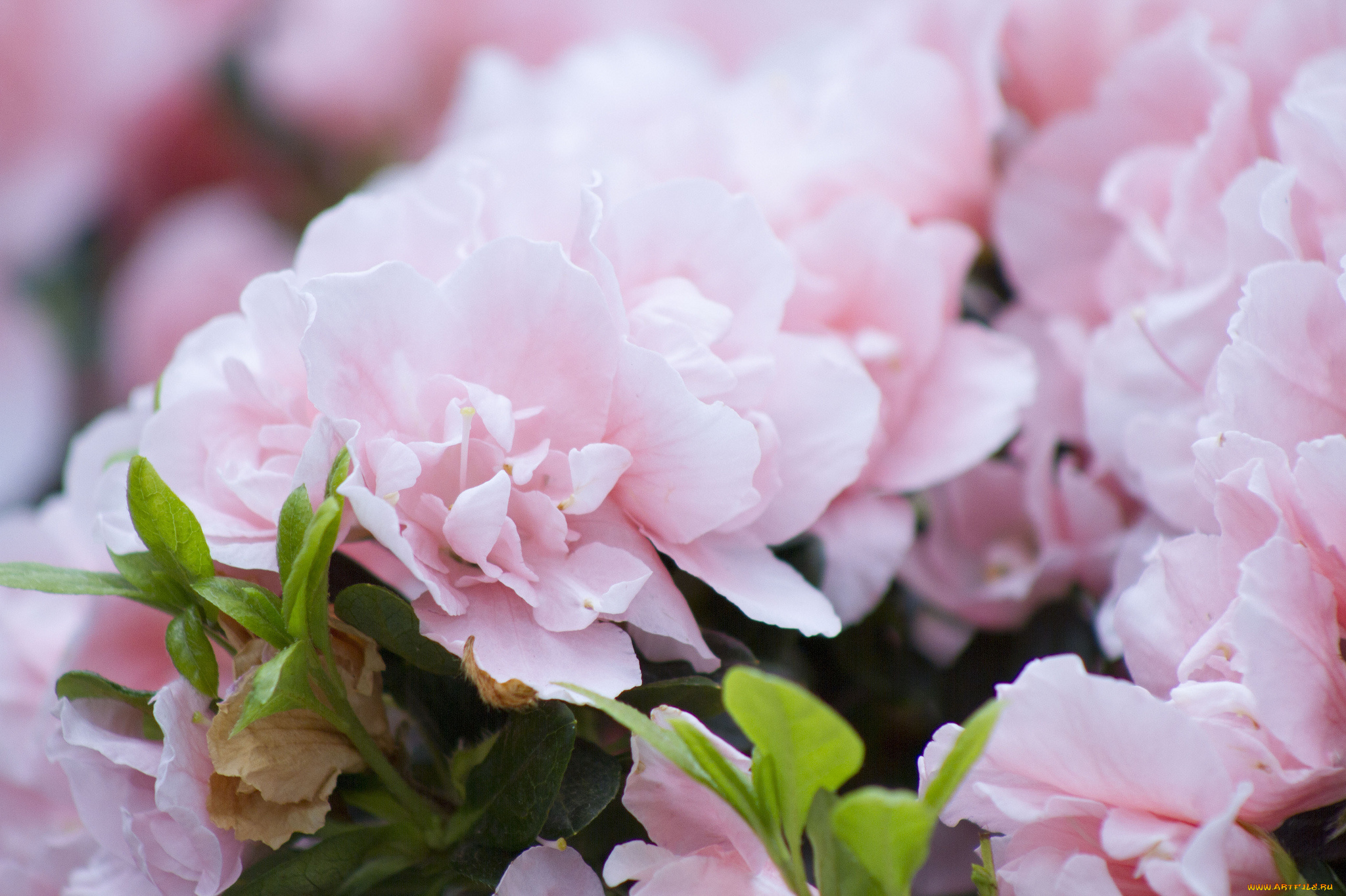 цветы, рододендроны, азалии, макро