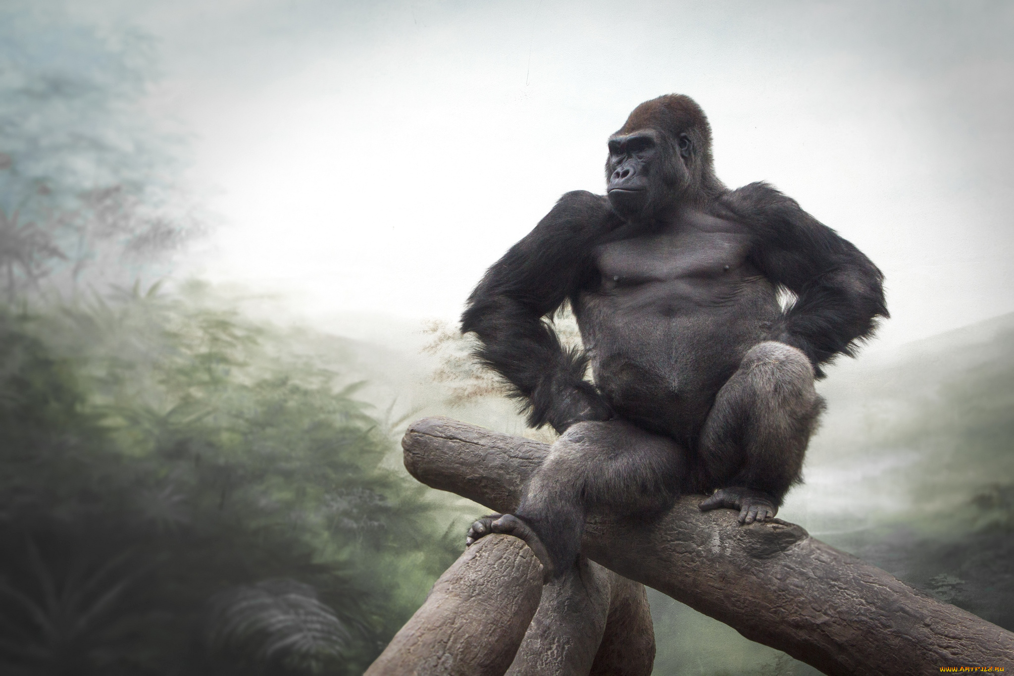 животные, обезьяны, горилла, деловой, хозяин