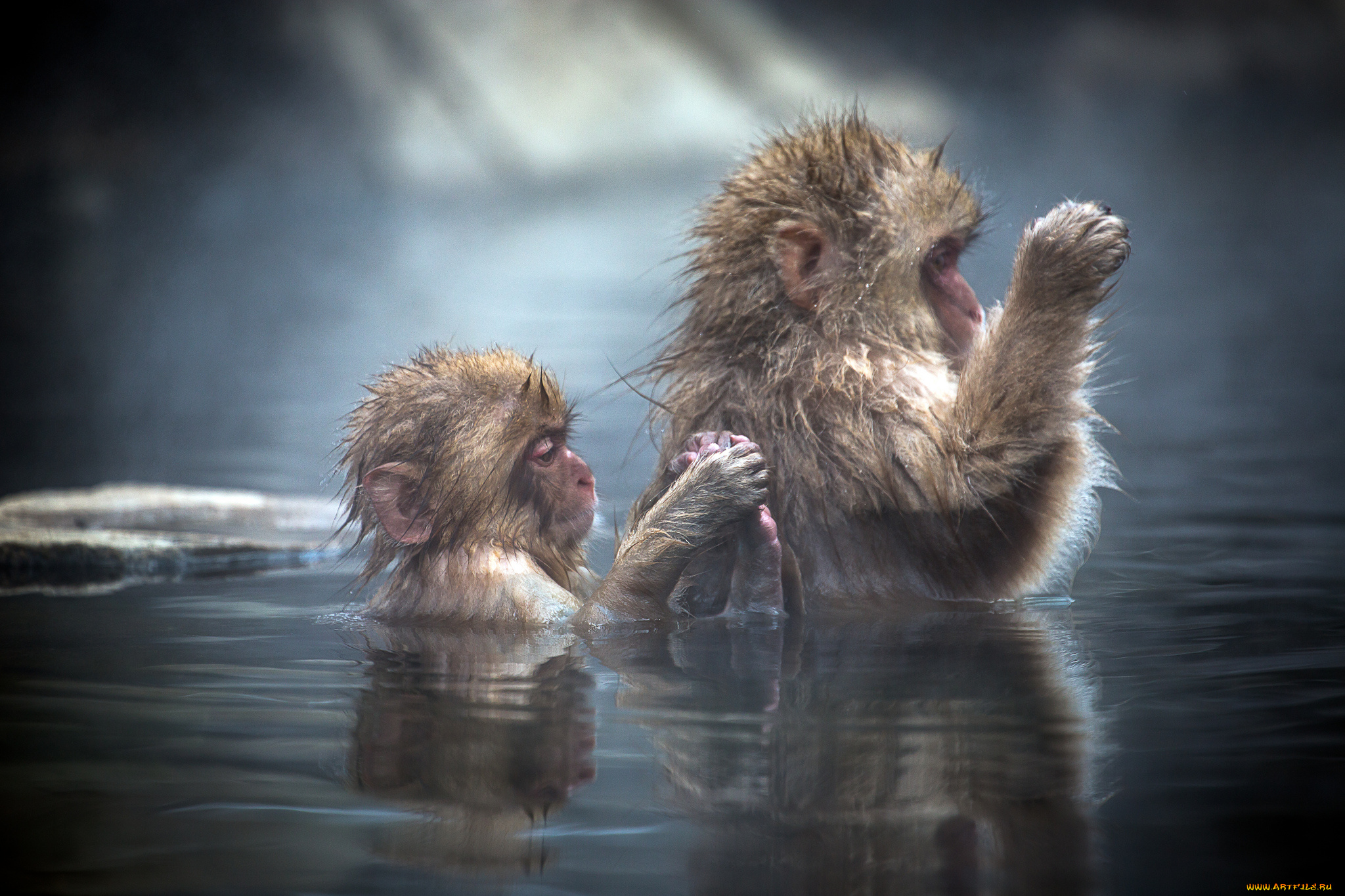 животные, обезьяны, вода, Японские, макаки, детёныш, japanese, macaque, купание