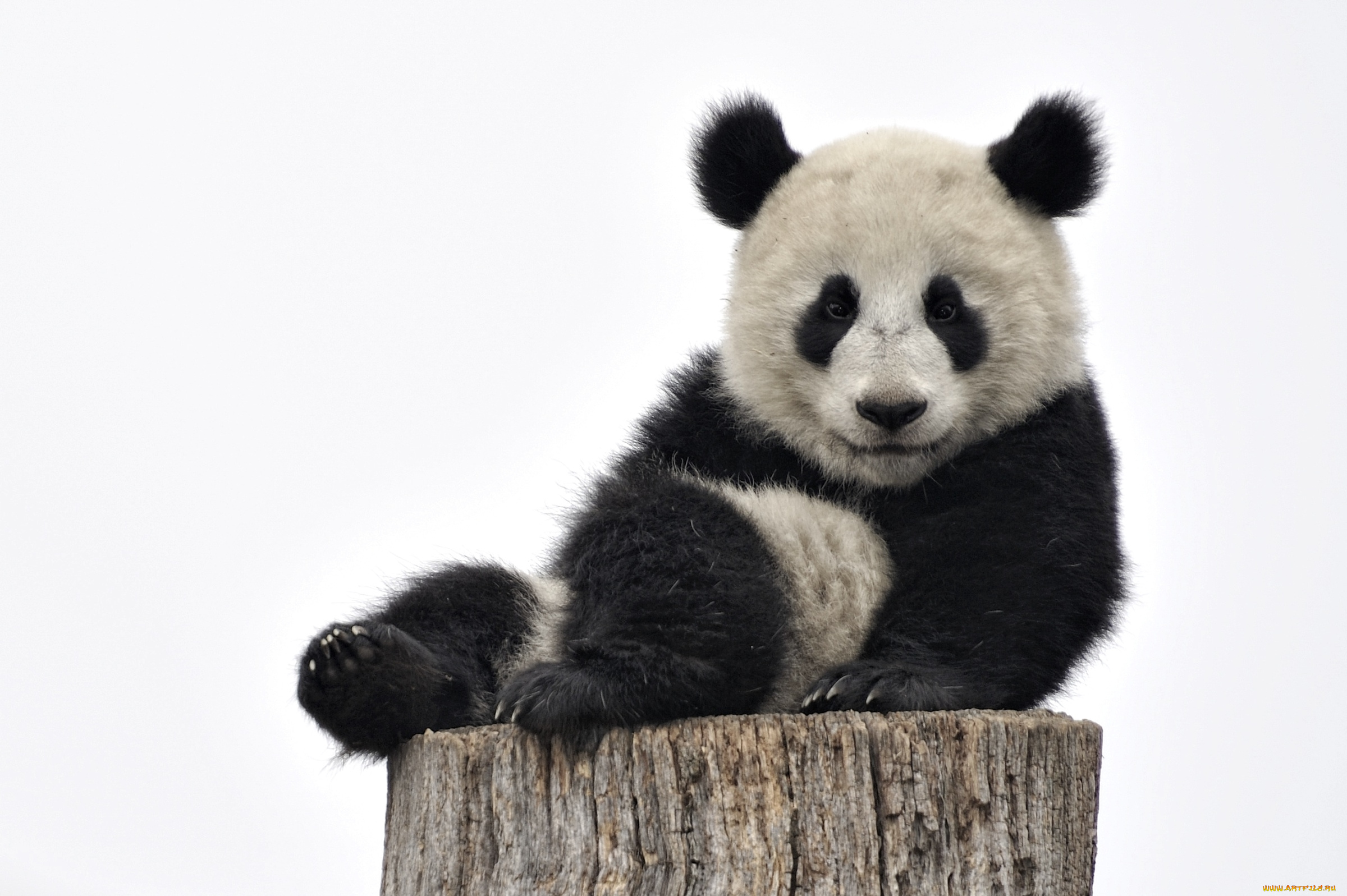 животные, панды, пень, мишка, милый