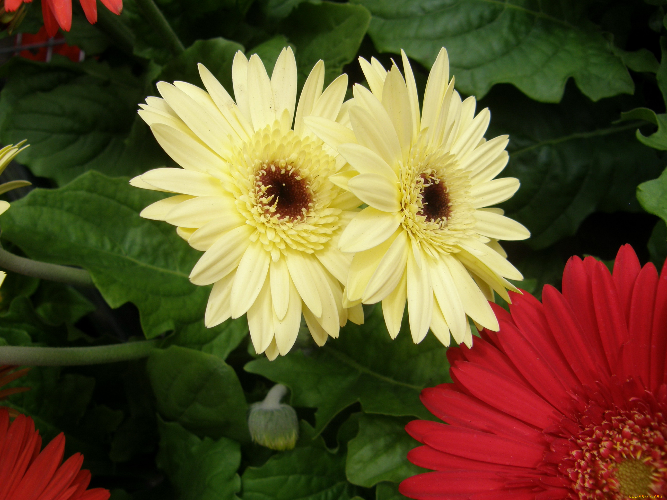 цветы, герберы