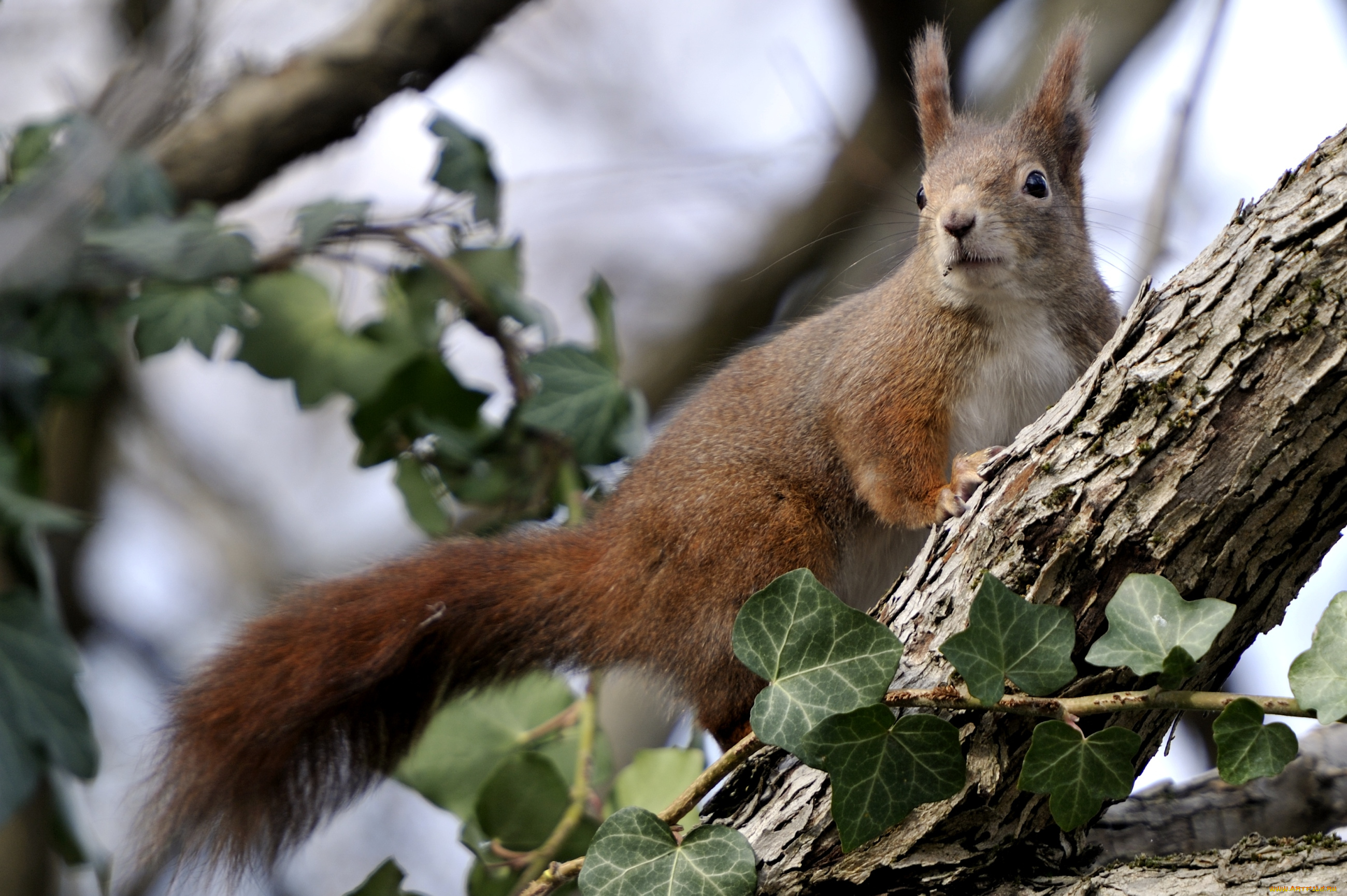 животные, белки, дерево, рыжий, зверек