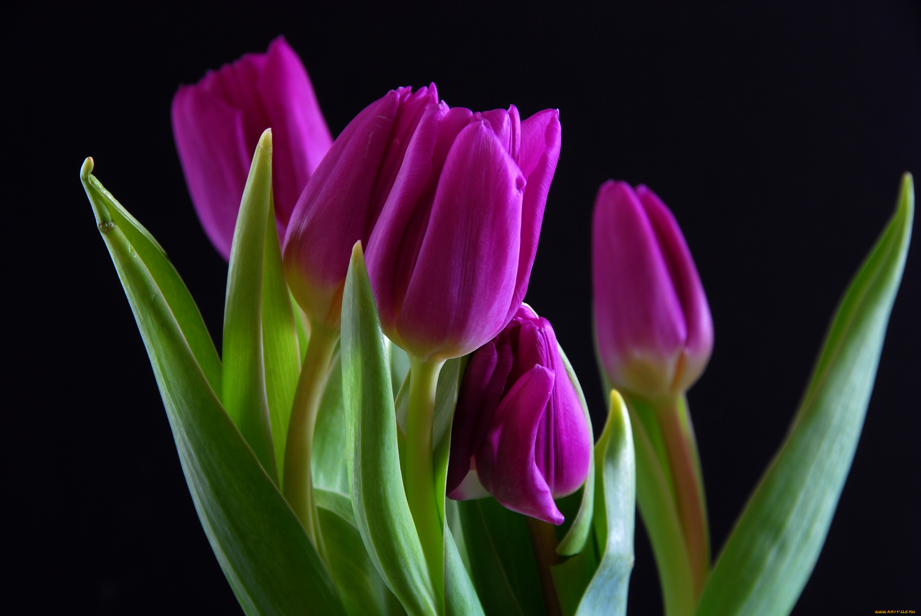 цветы, тюльпаны, лиловый