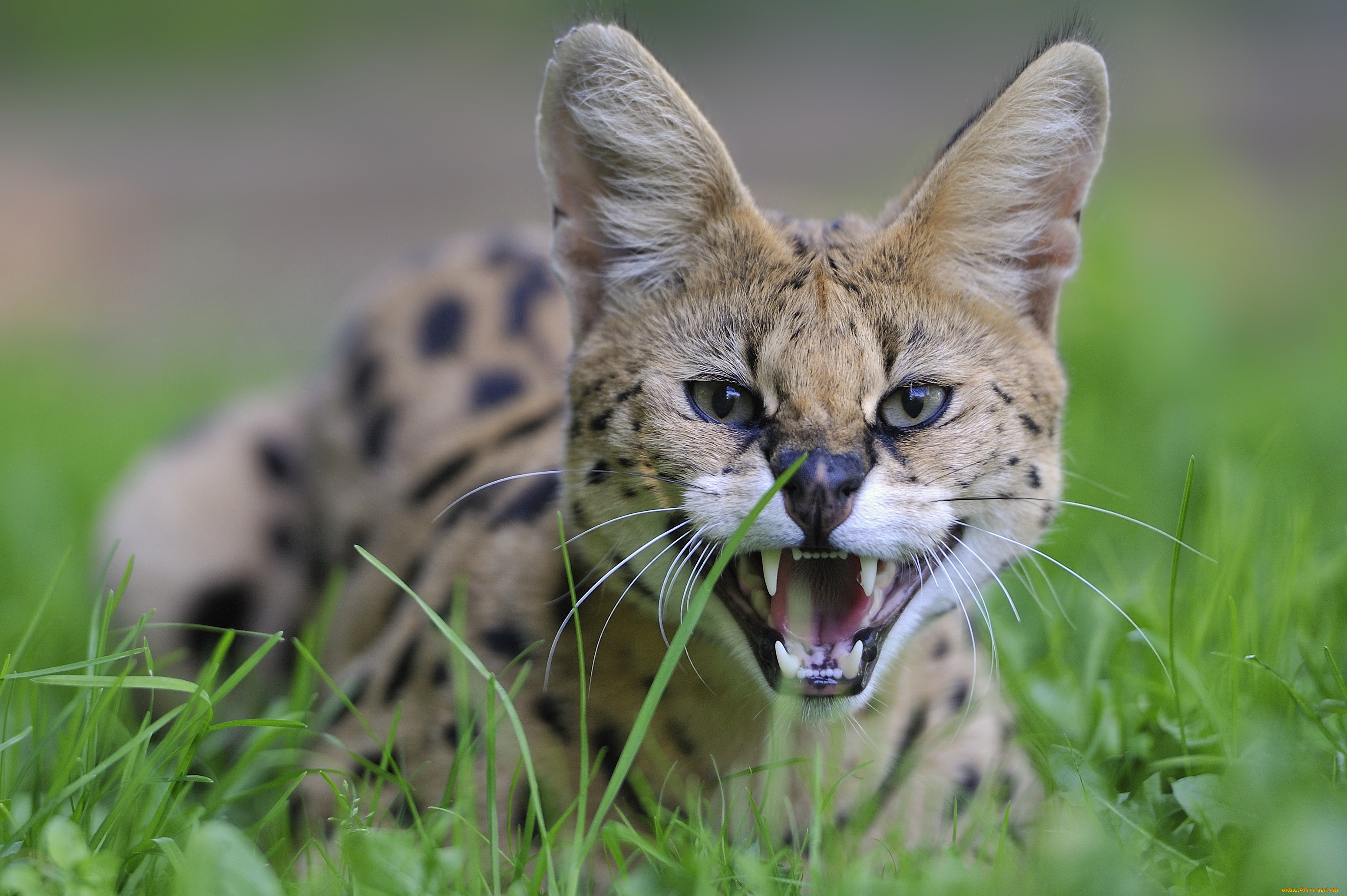 животные, сервалы, трава, хищник, кошка