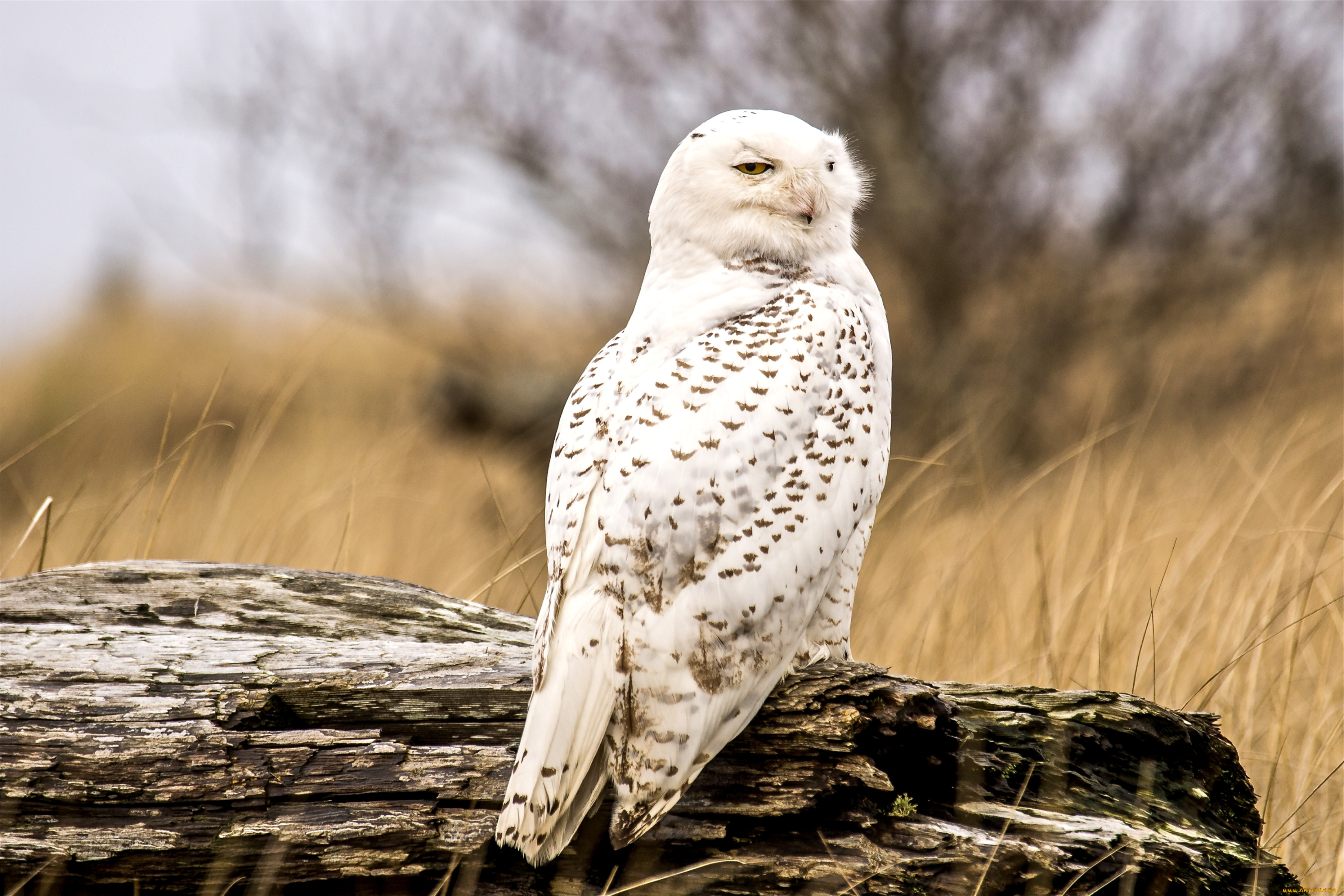 животные, совы, полярная, сова, перья