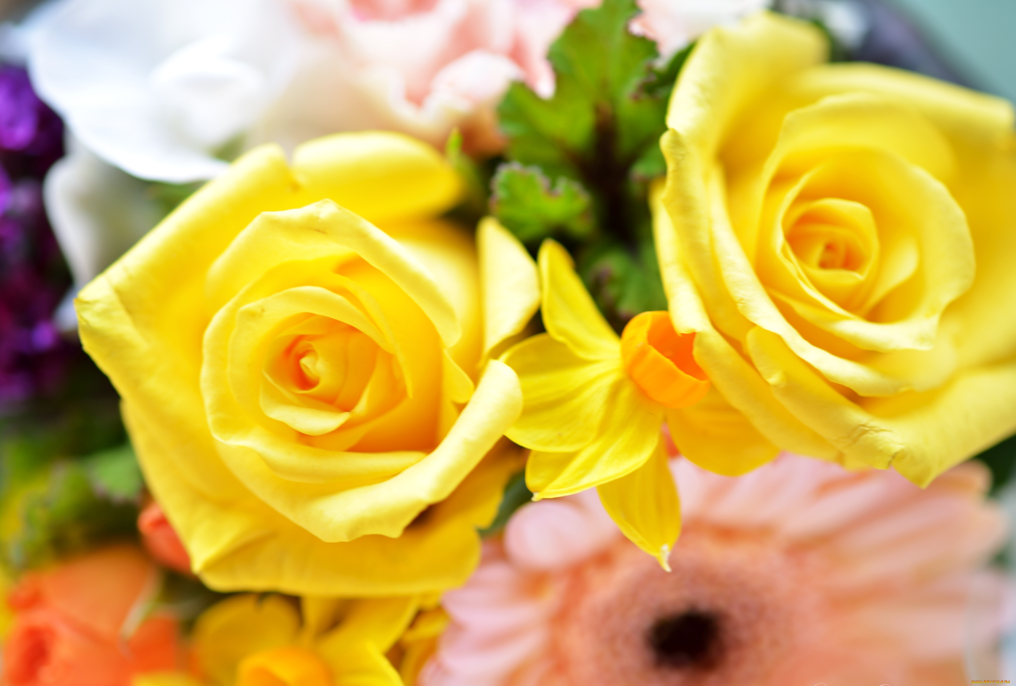 цветы, разные, вместе, розы, герберы