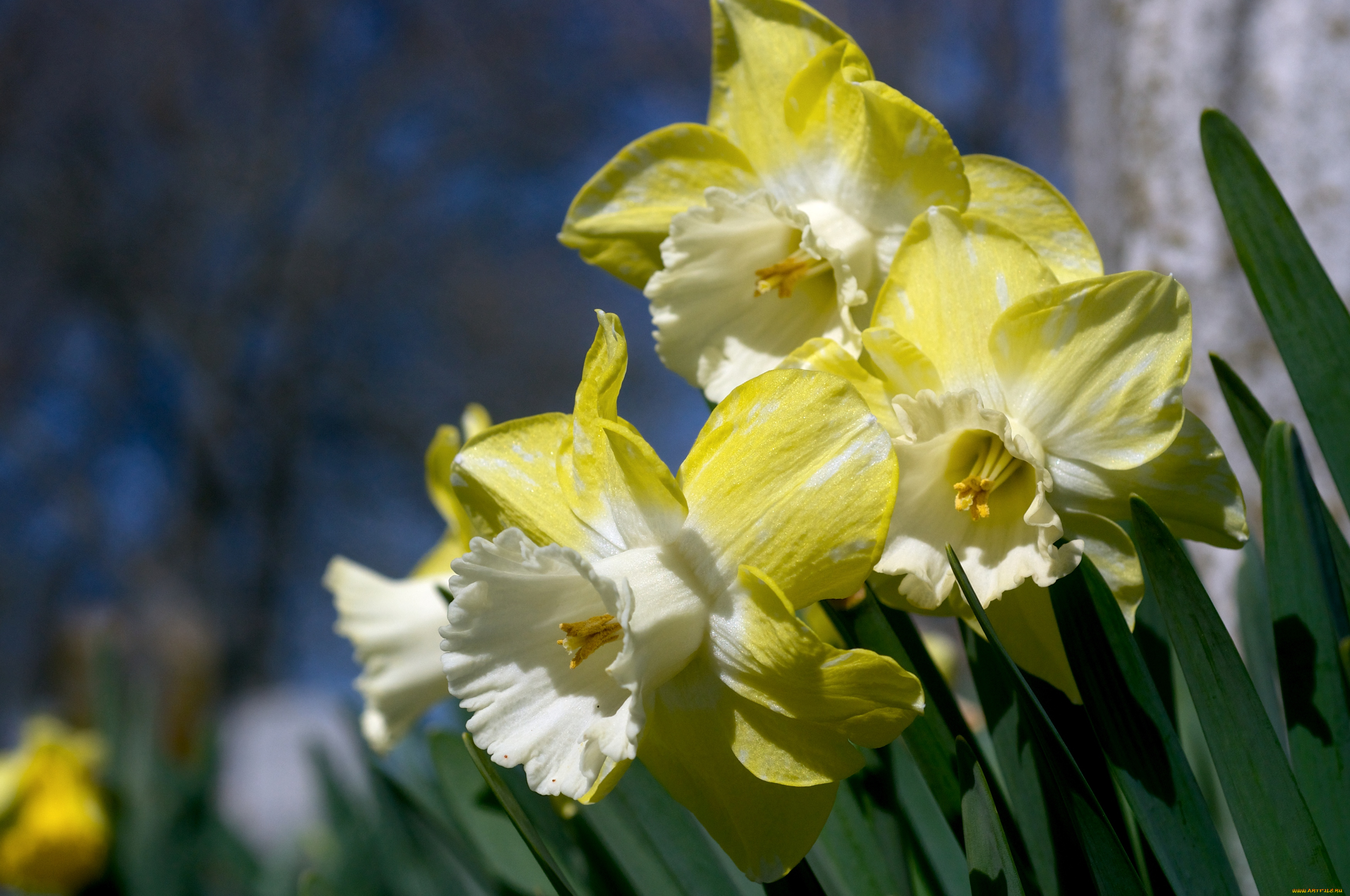 цветы, нарциссы, желтый