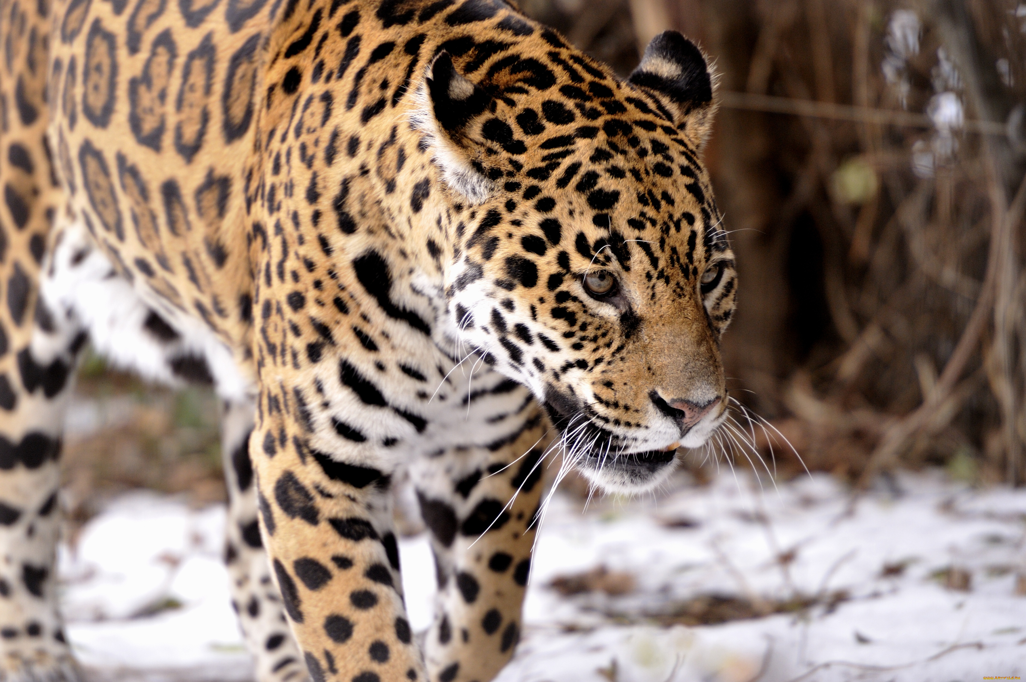 животные, Ягуары, хищник