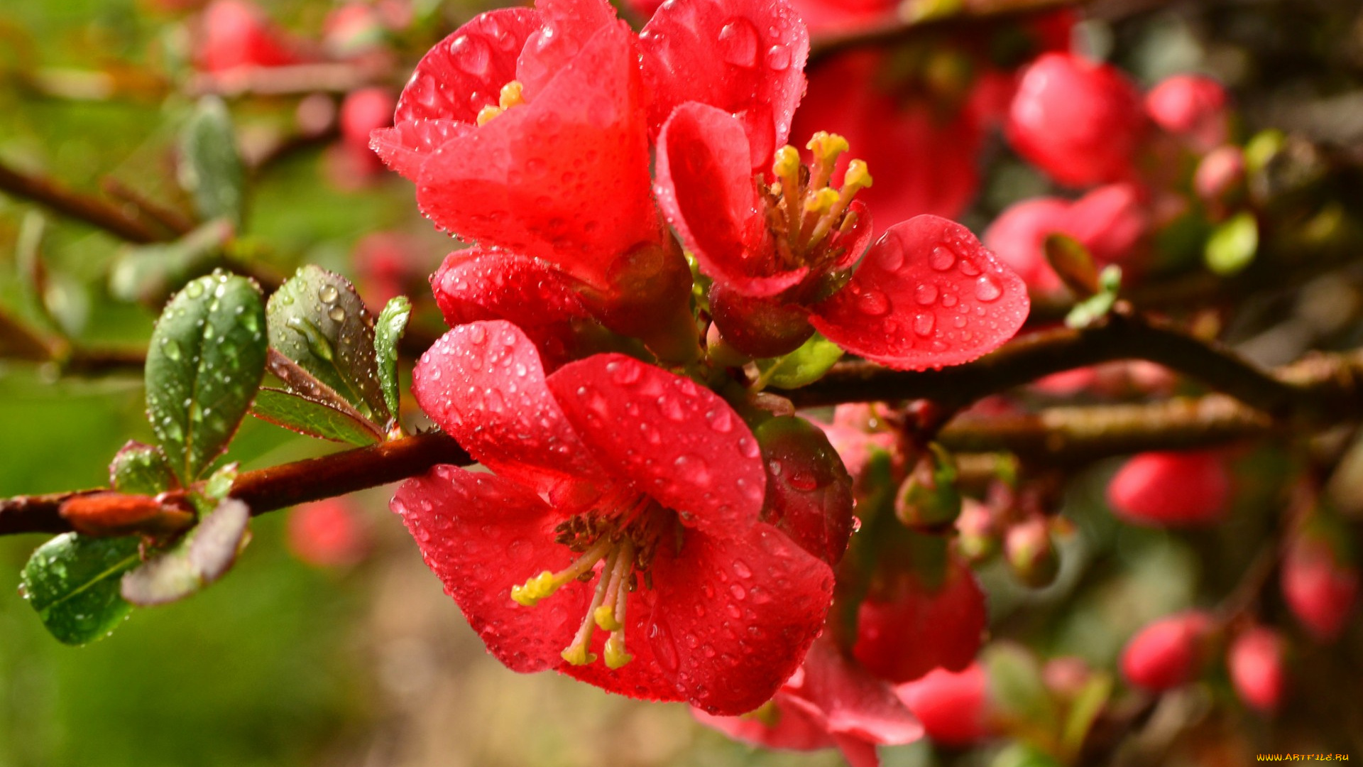 цветы, айва, листья, ветка, капли
