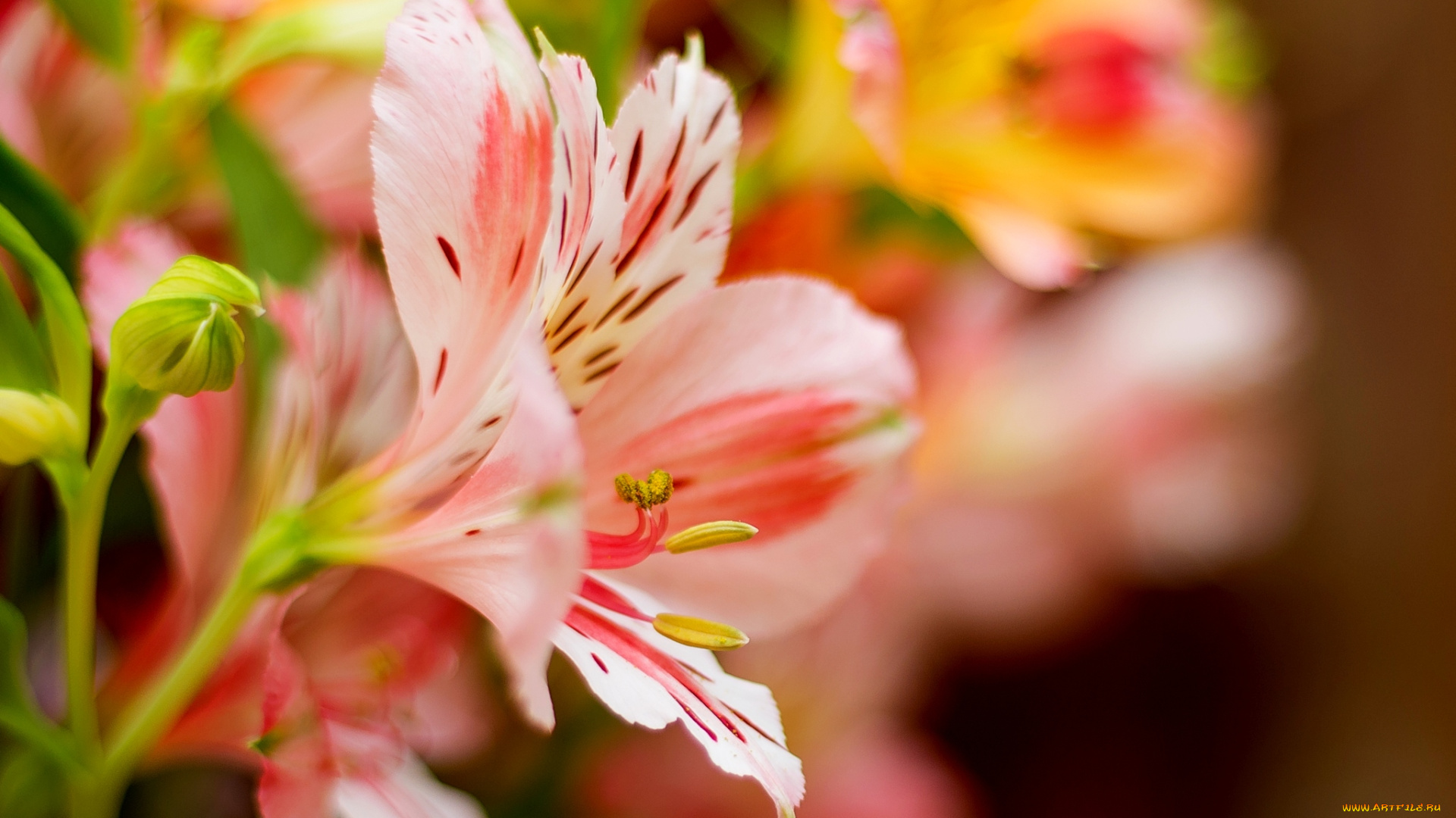 цветы, альстромерия, листья, розовая