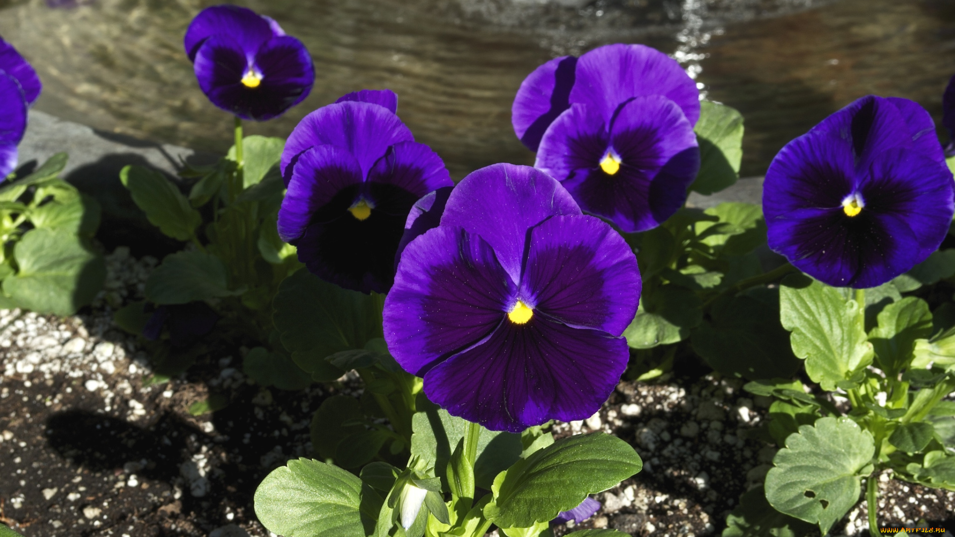 цветы, анютины, глазки, , садовые, фиалки, фиолетовый