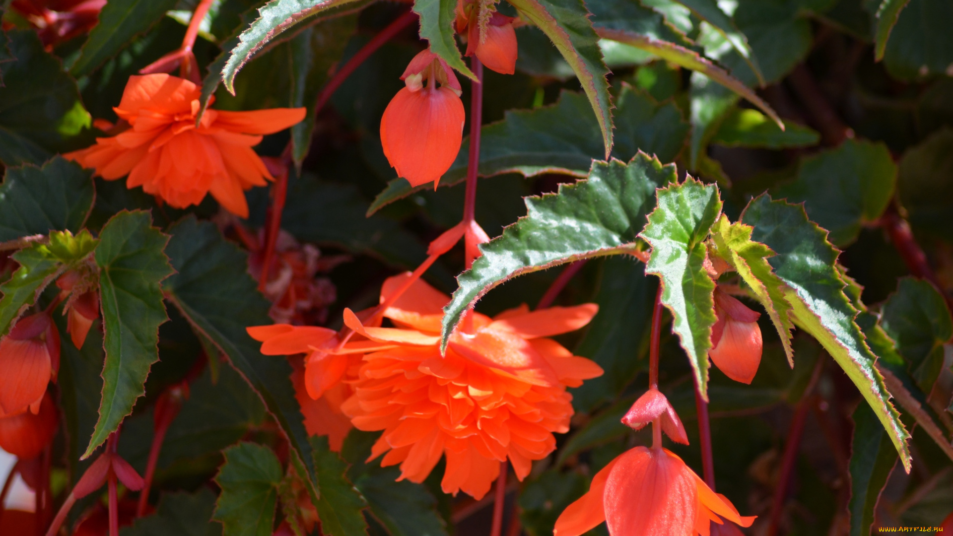 цветы, бегония, листья, красные
