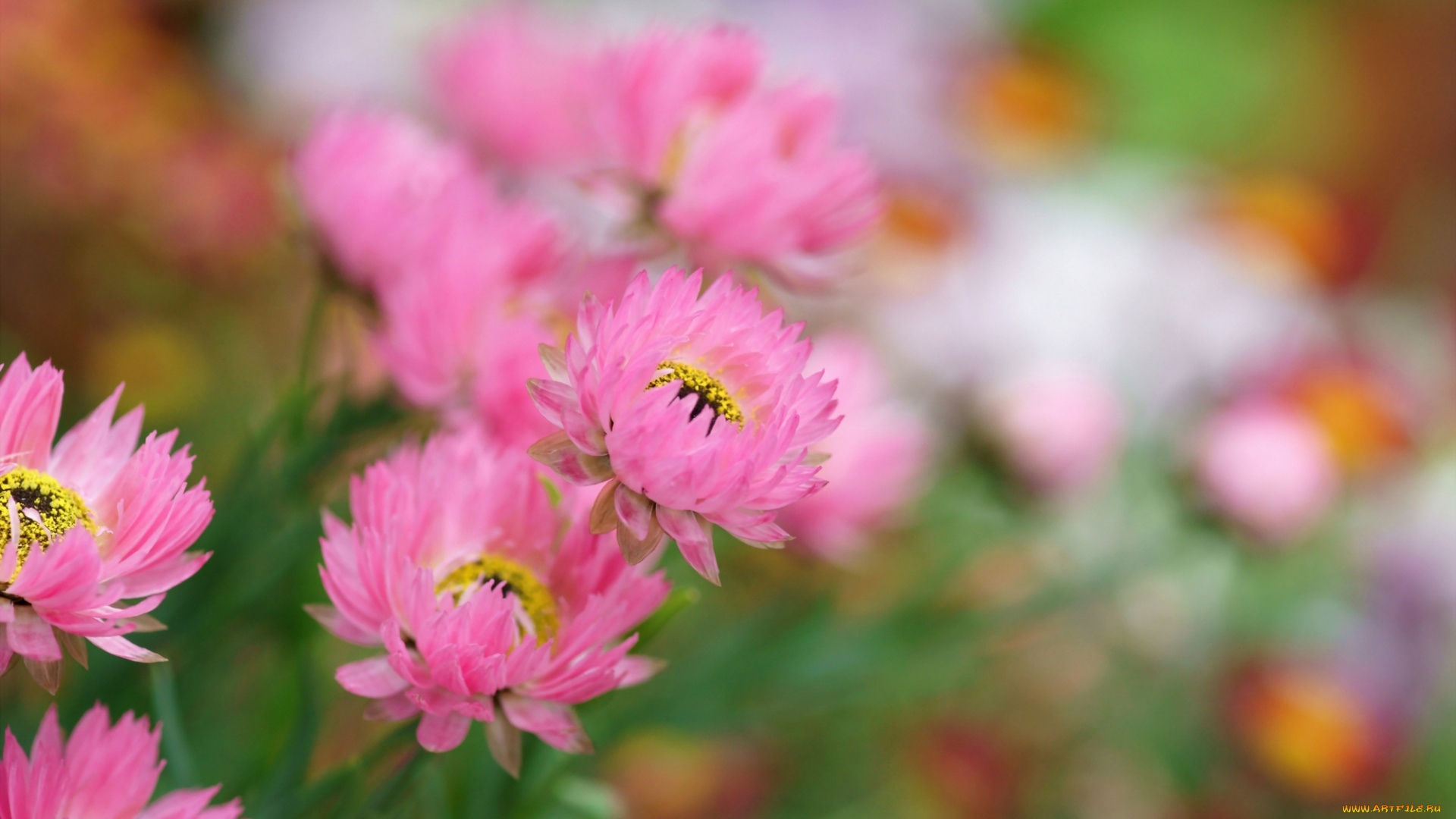 цветы, бессмертник, розовые, цветочки