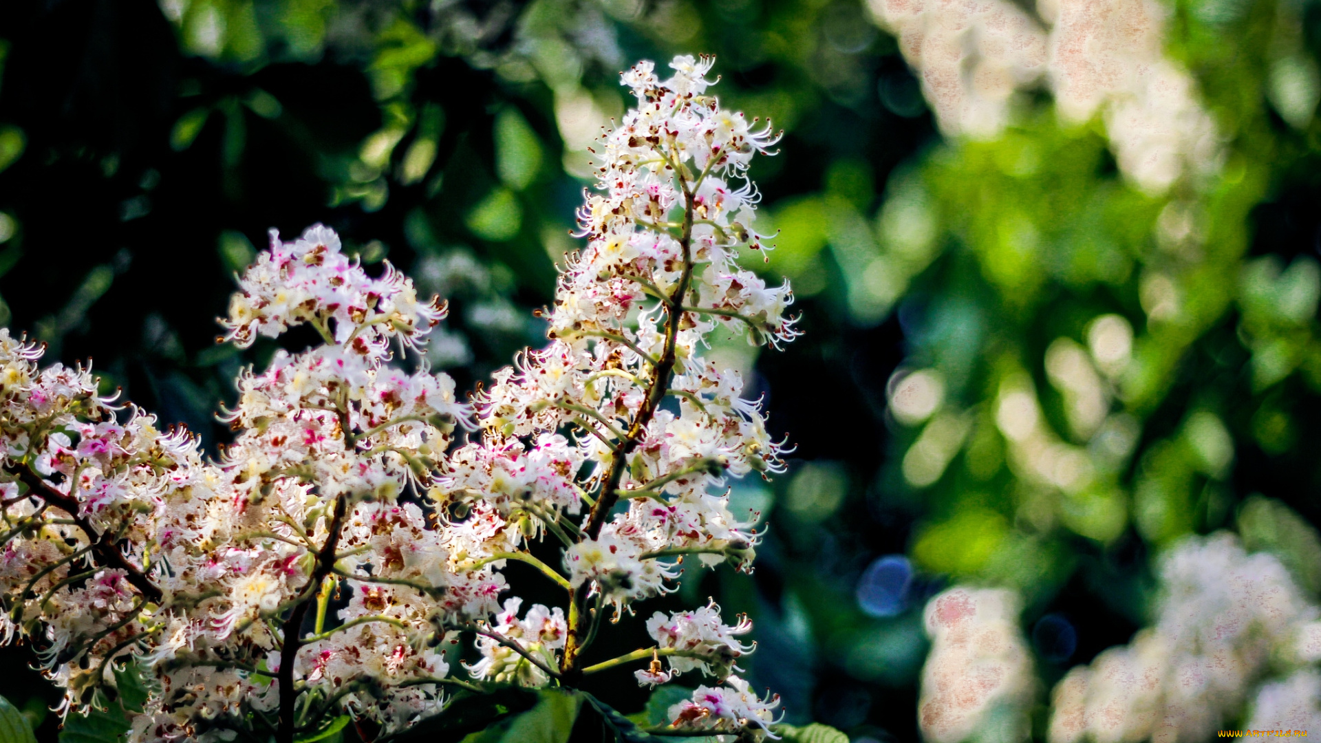 цветы, цветущие, деревья, , , кустарники, каштан