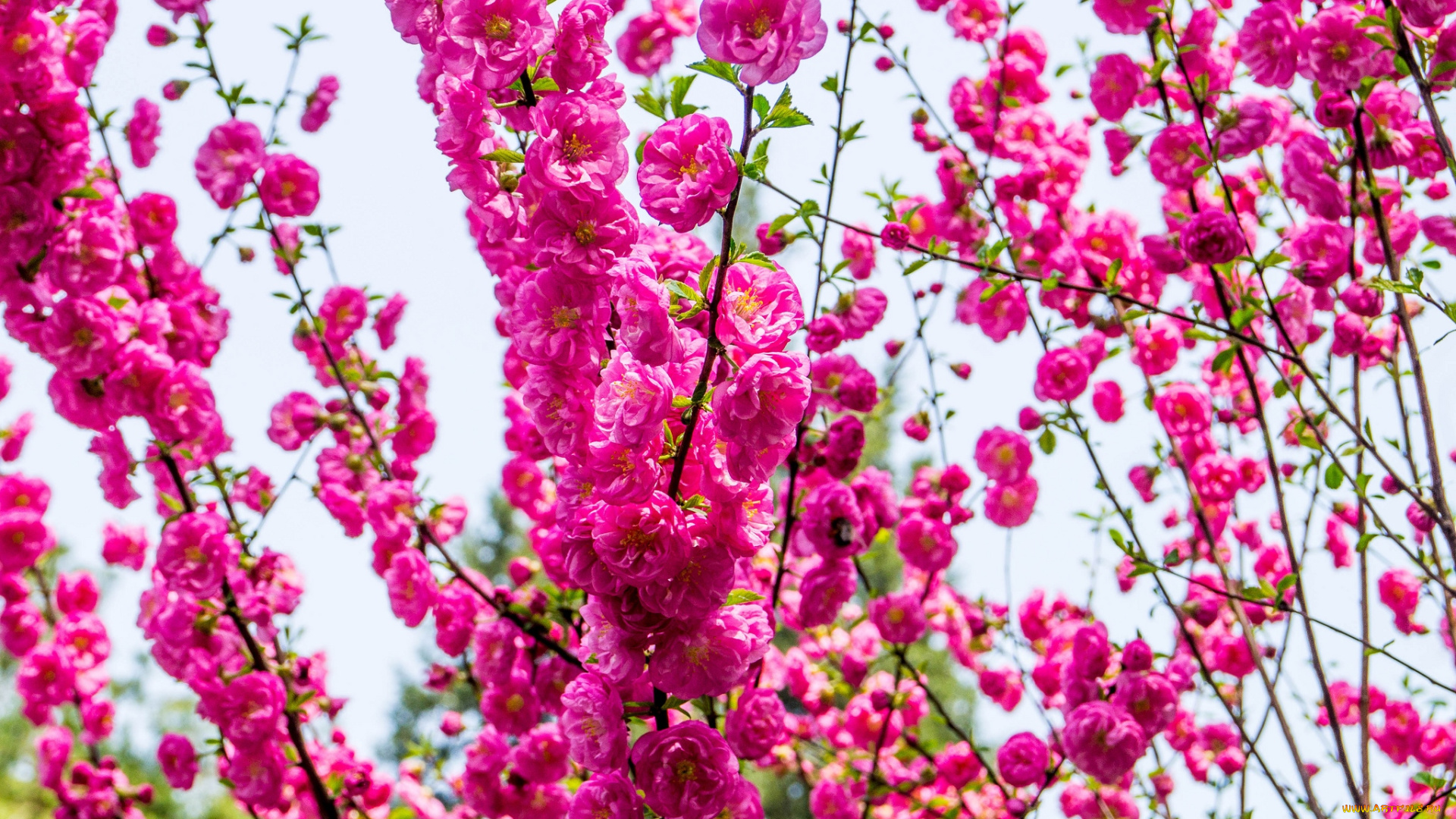 цветы, цветущие, деревья, , , кустарники, розовый