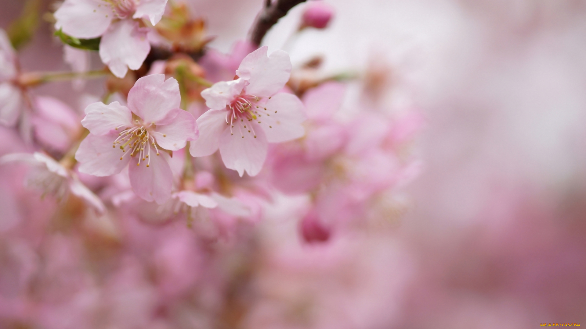 цветы, цветущие, деревья, , , кустарники, ветки, дерево