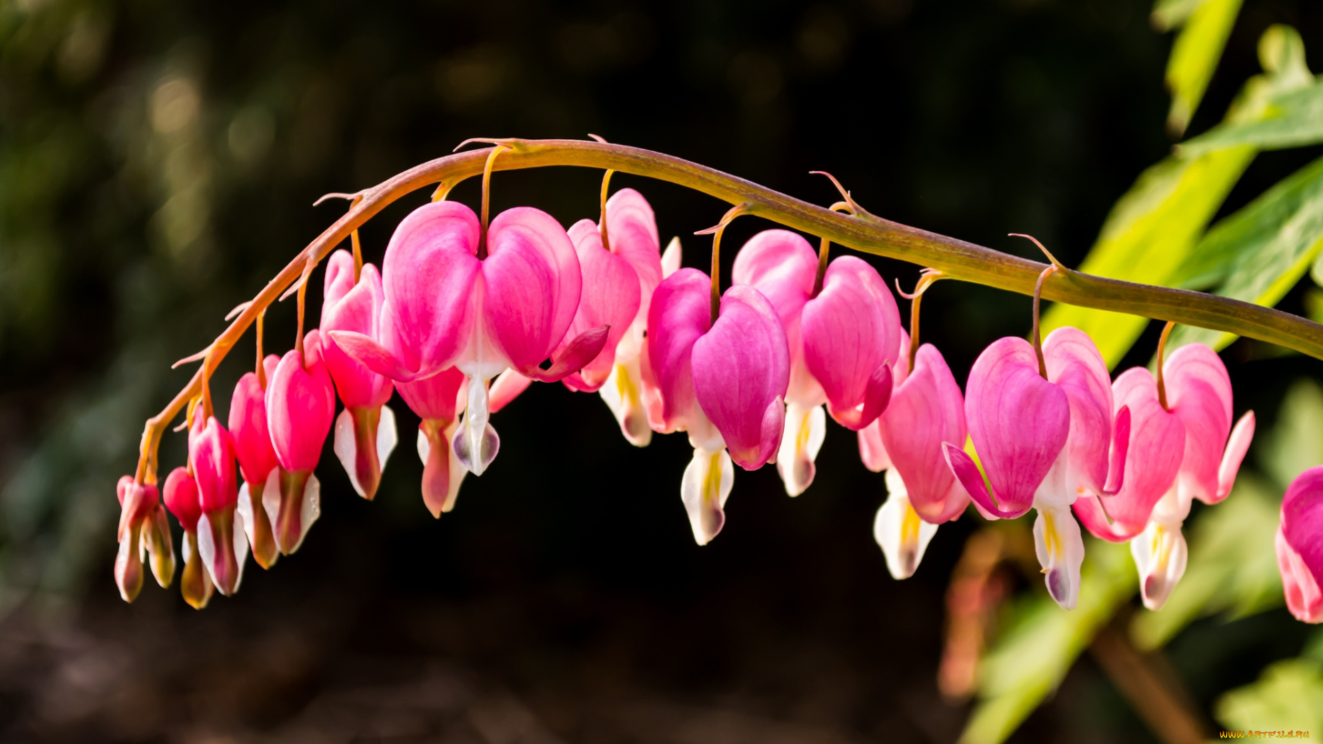 цветы, дицентра, , разбитое, сердце, розовая, дицентра, листья
