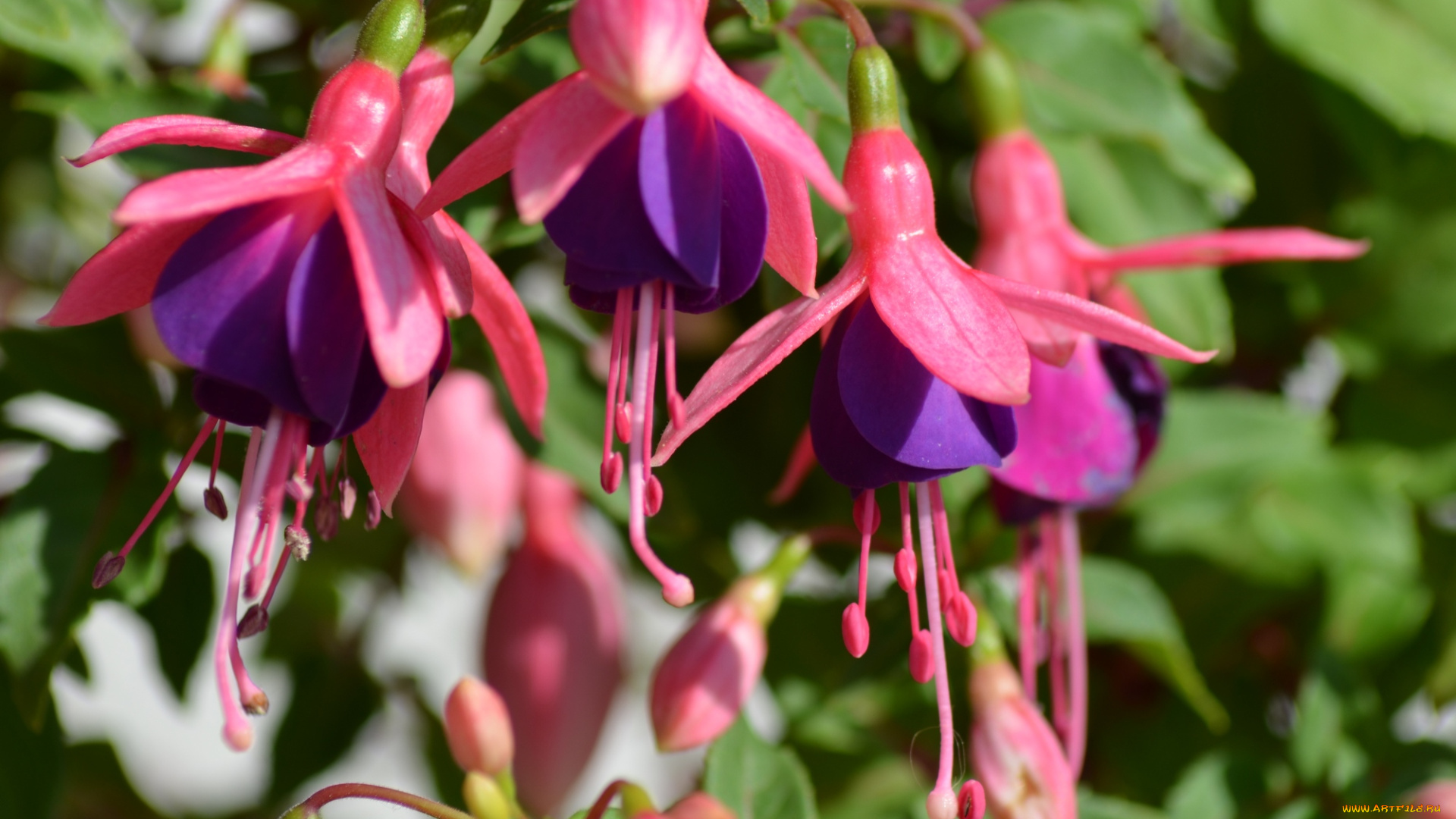 цветы, фуксия, листья, фуксии