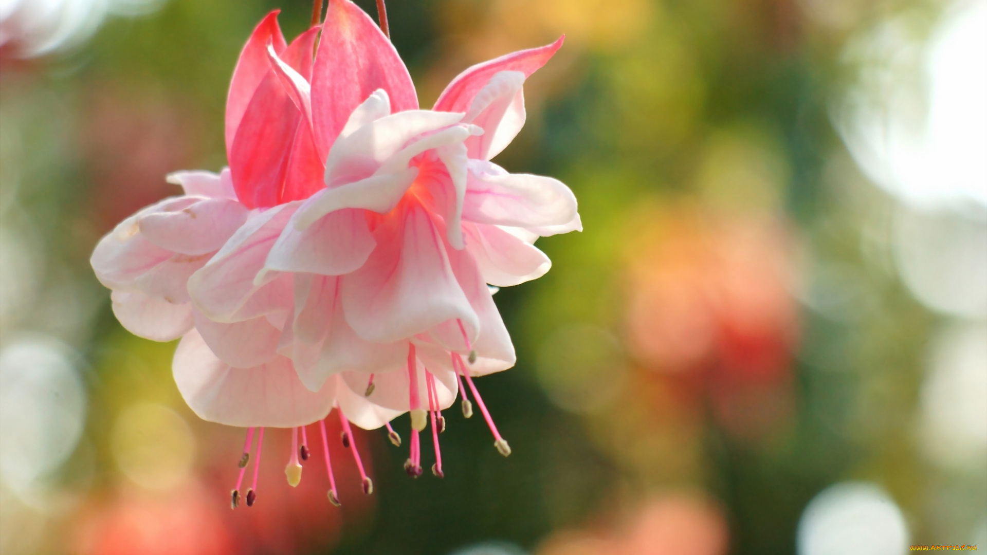 цветы, фуксия, листья, розовая