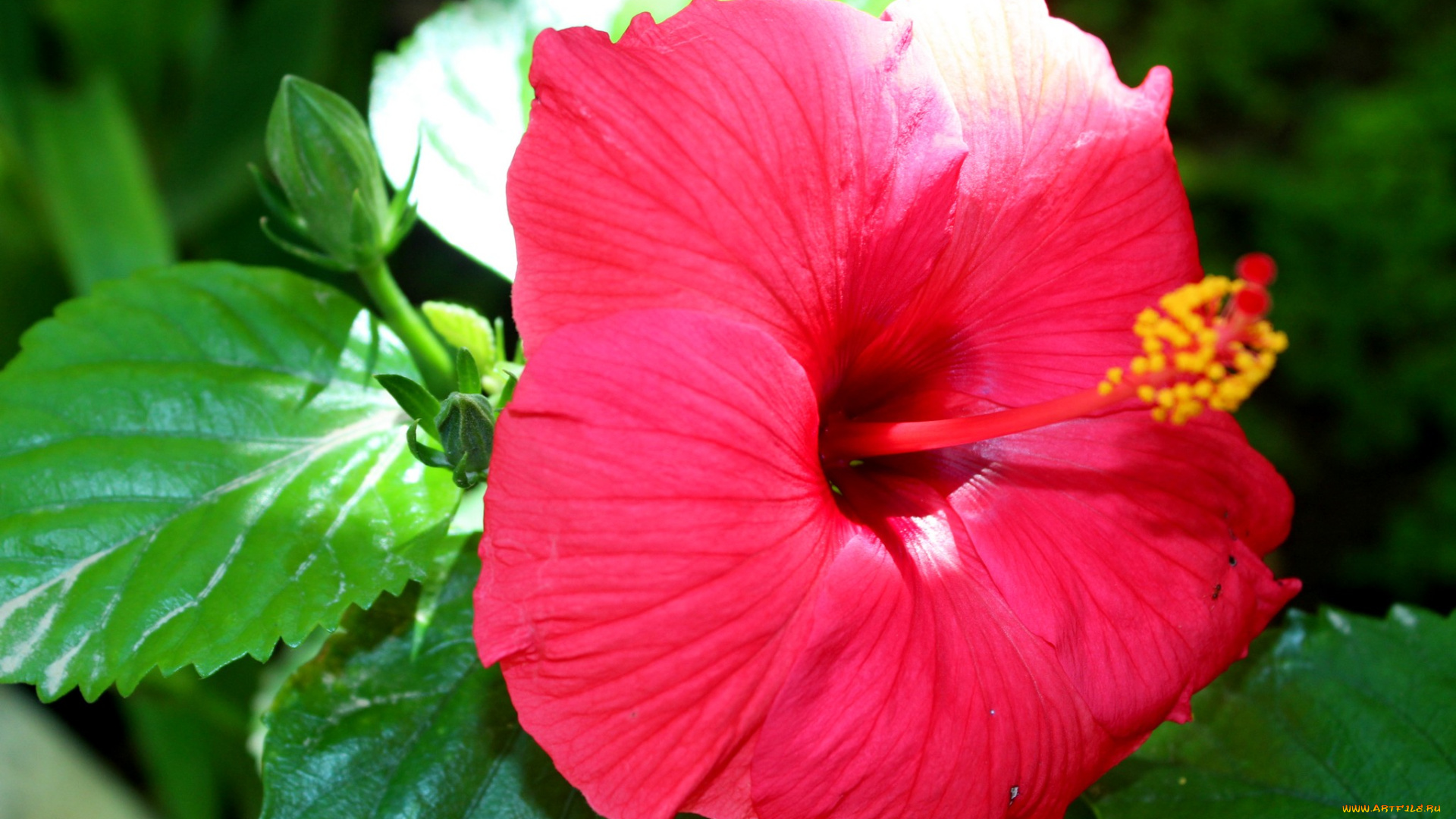 цветы, гибискусы, гибискус, цветок, листья