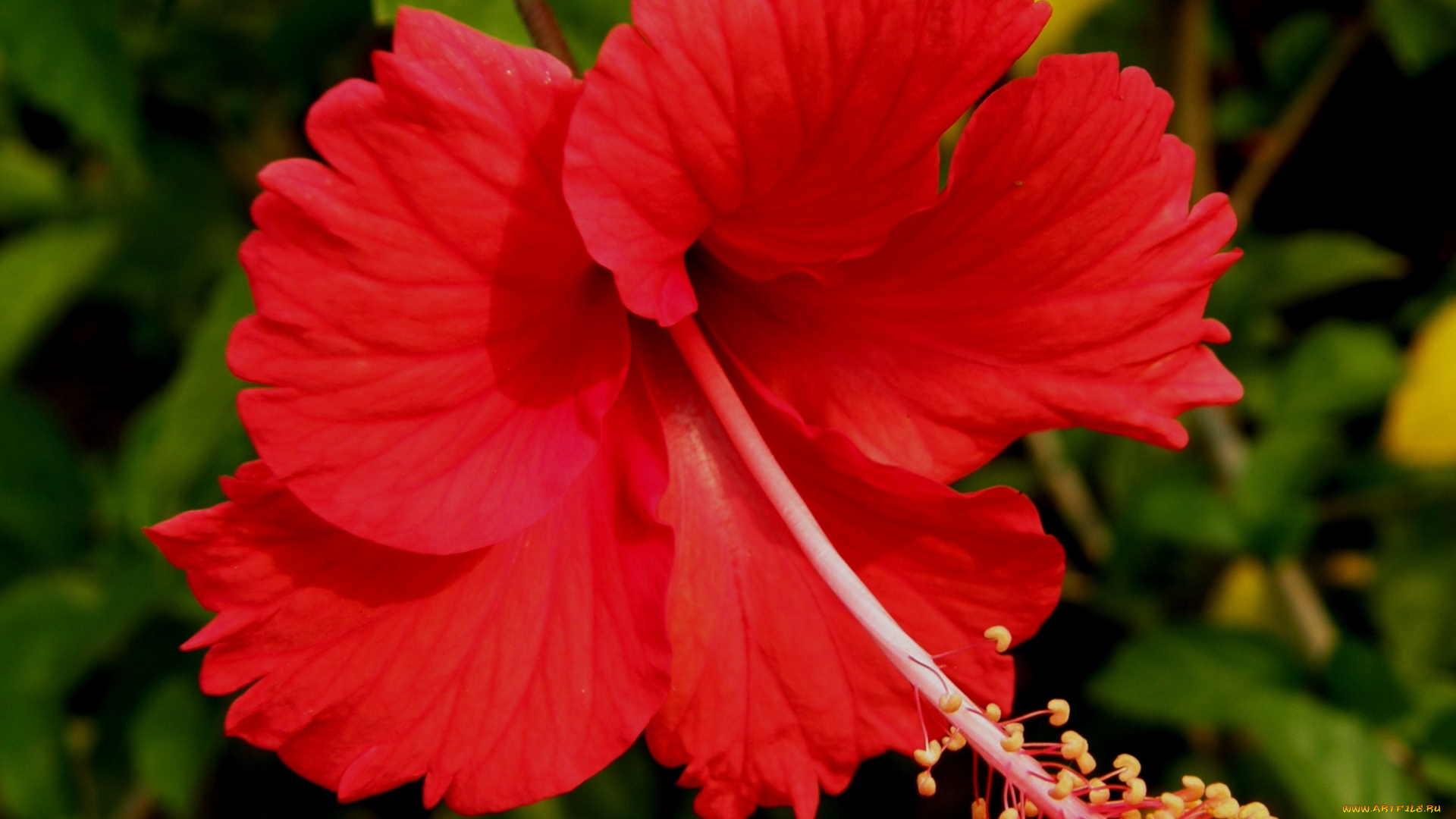 цветы, гибискусы, красный, гибискус