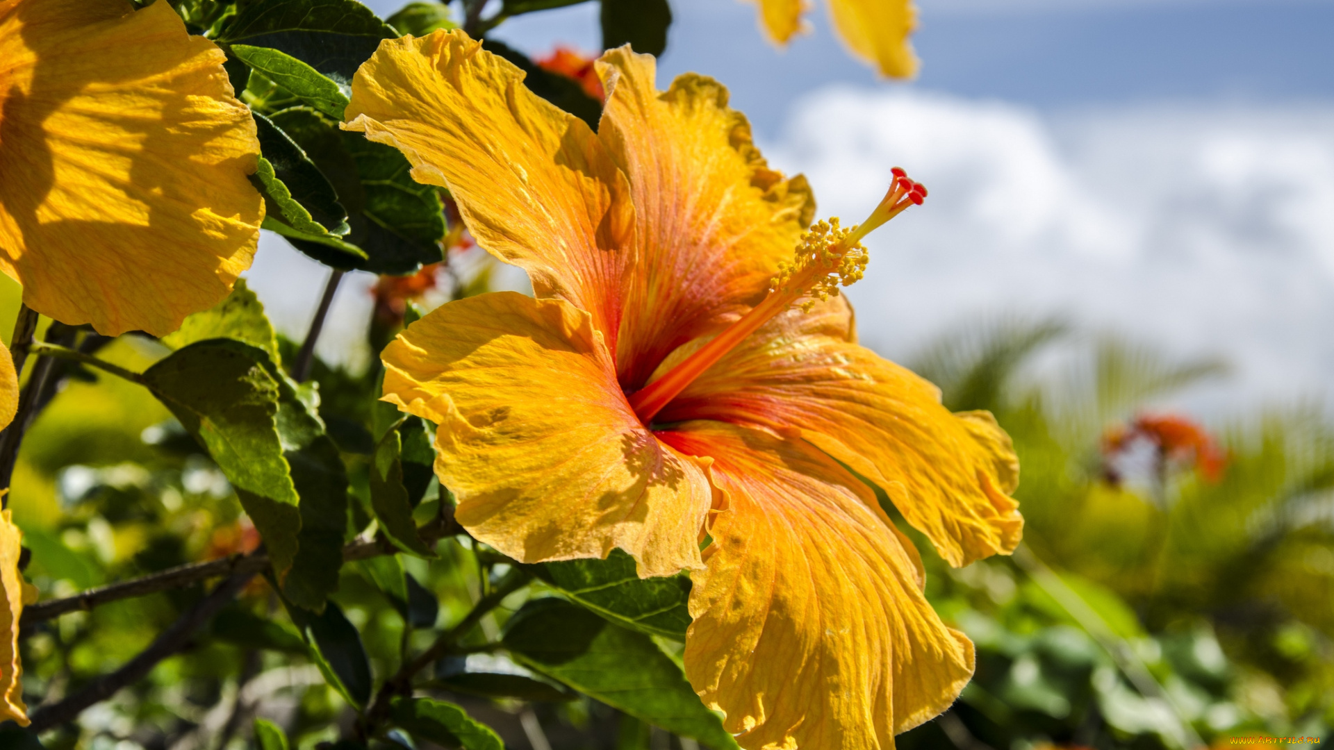 цветы, гибискусы, желтый