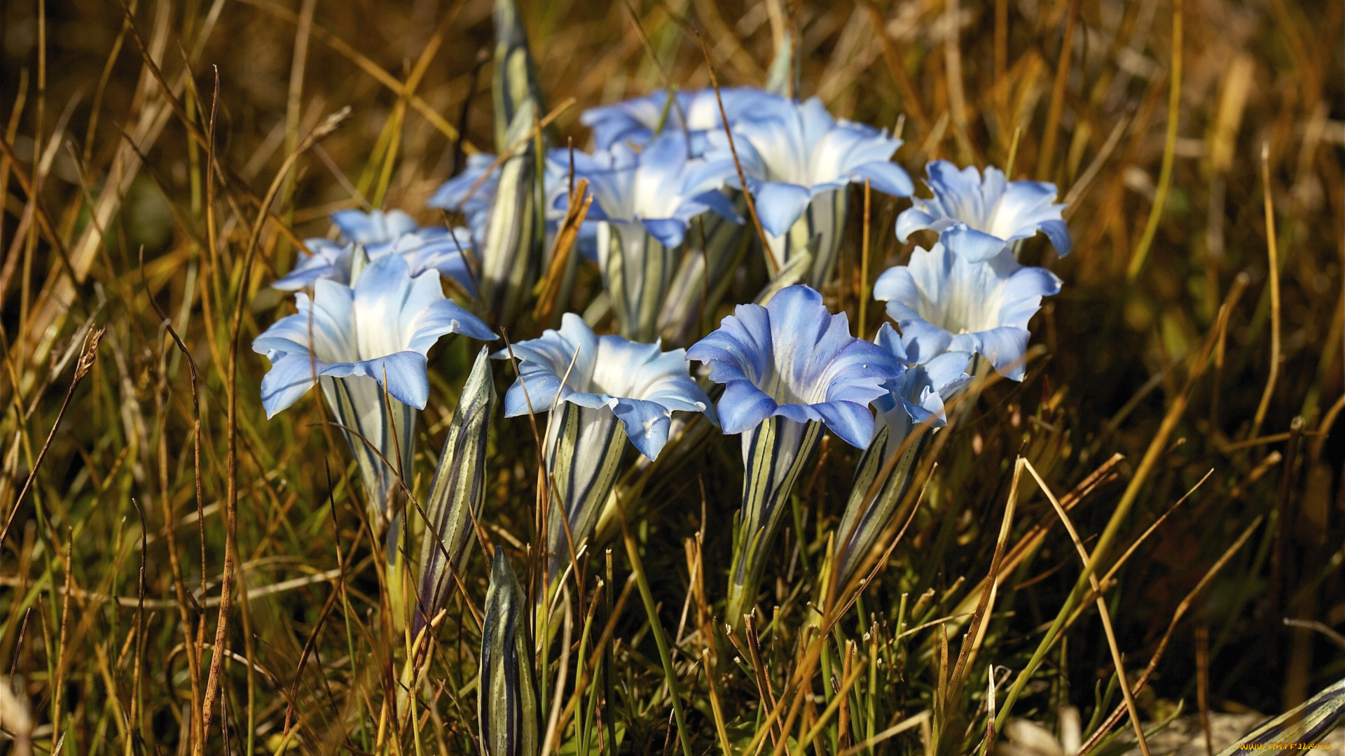цветы, горечавки, голубой