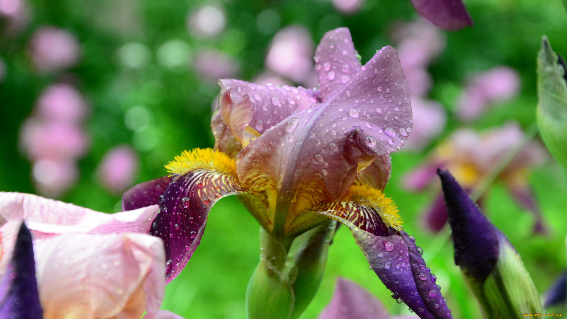 цветы, ирисы, фиолетовый, ирис