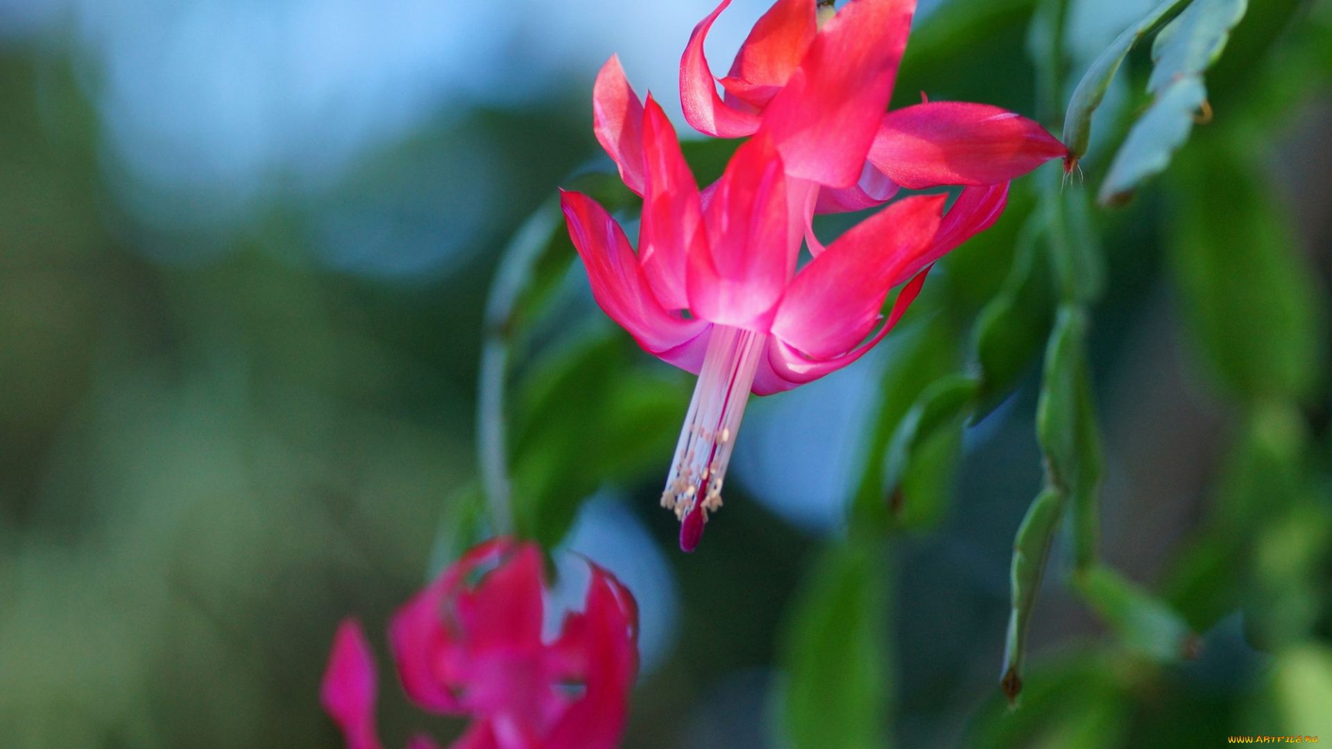 цветы, кактусы, листья, розовый, цветок