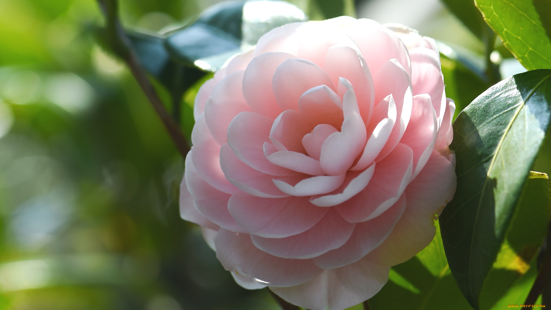 цветы, камелии, розовый