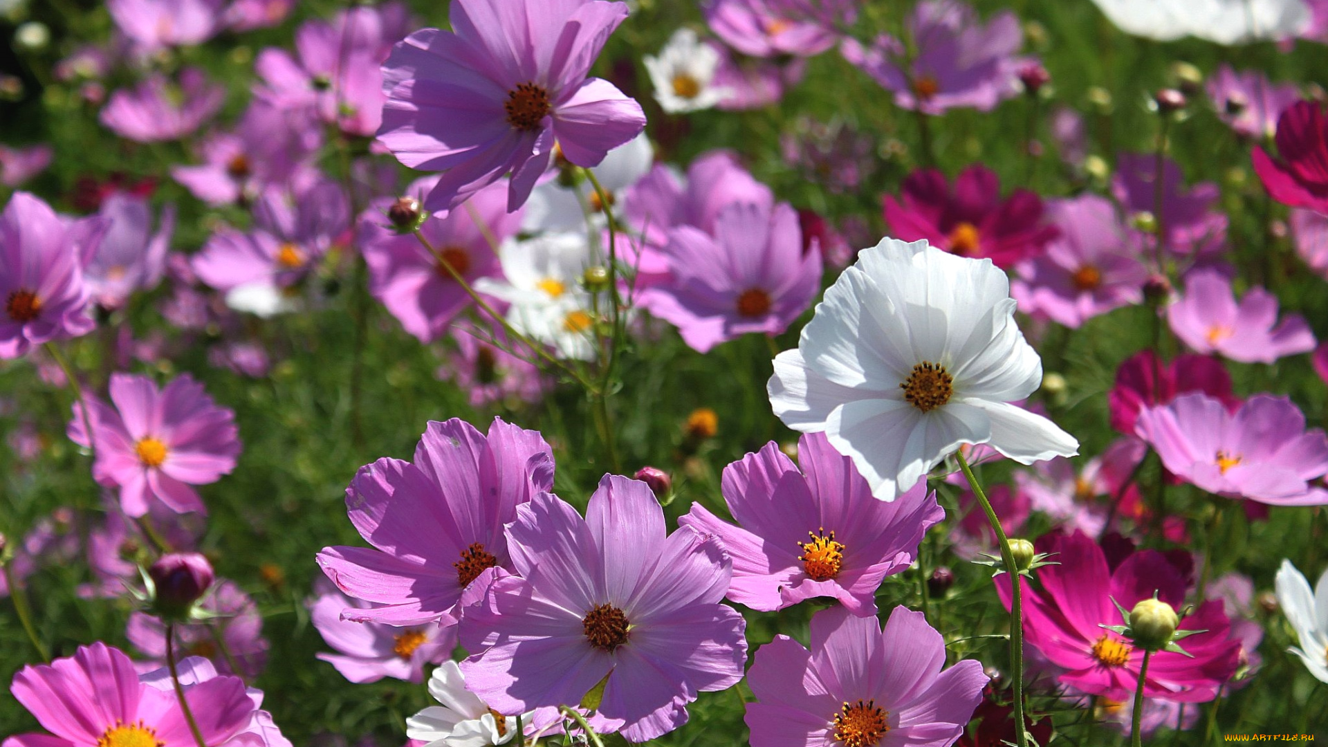 цветы, космея, много