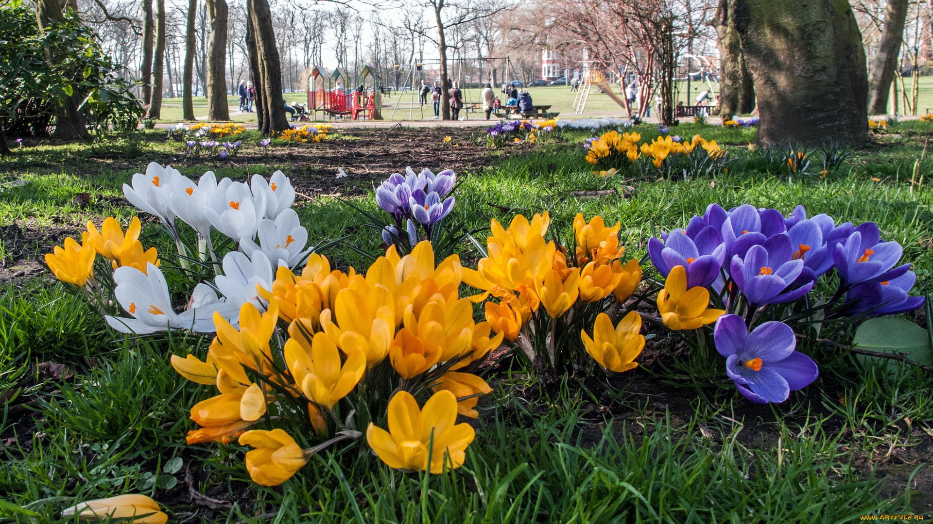 цветы, крокусы, лужайка