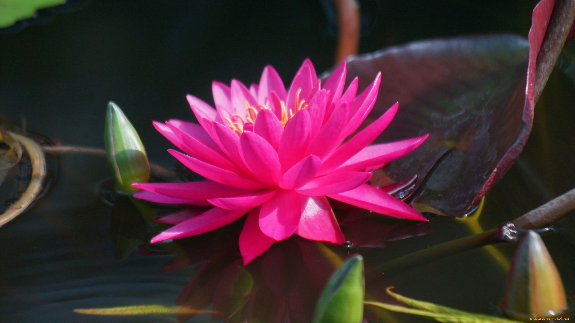 цветы, лилии, водяные, , нимфеи, , кувшинки, розовая, водяная, лилия, листья, озеро