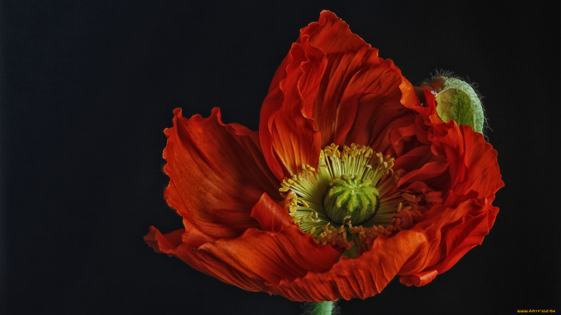 цветы, маки, исландский, мак