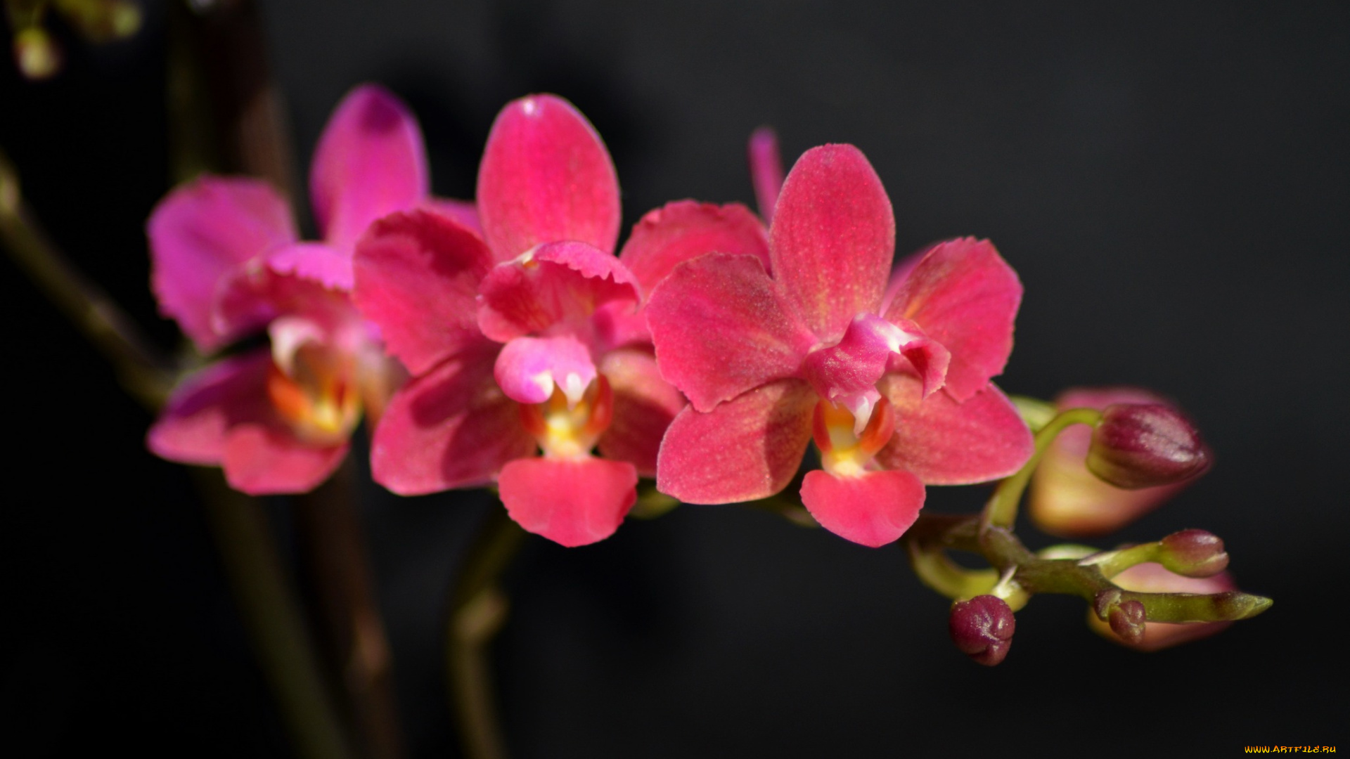 цветы, орхидеи, розовая, орхидея