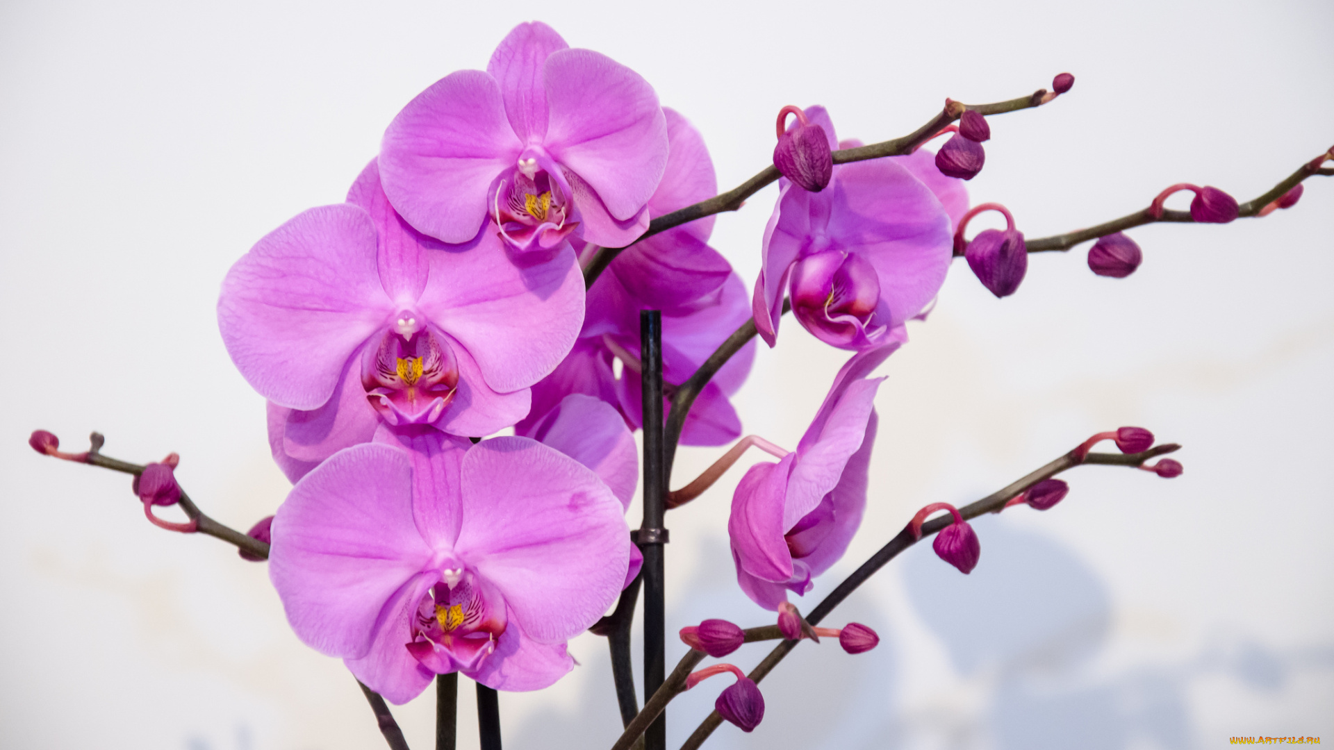 цветы, орхидеи, розовый