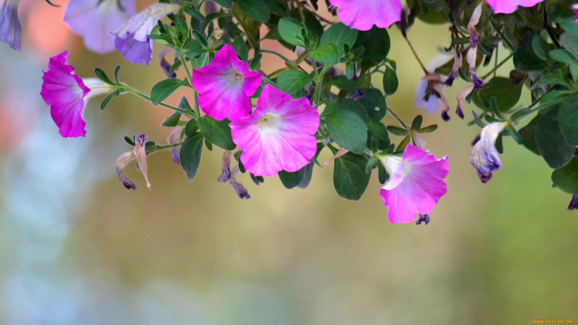 цветы, петунии, , калибрахоа, ипомеи, вьюнки, фиолетовые