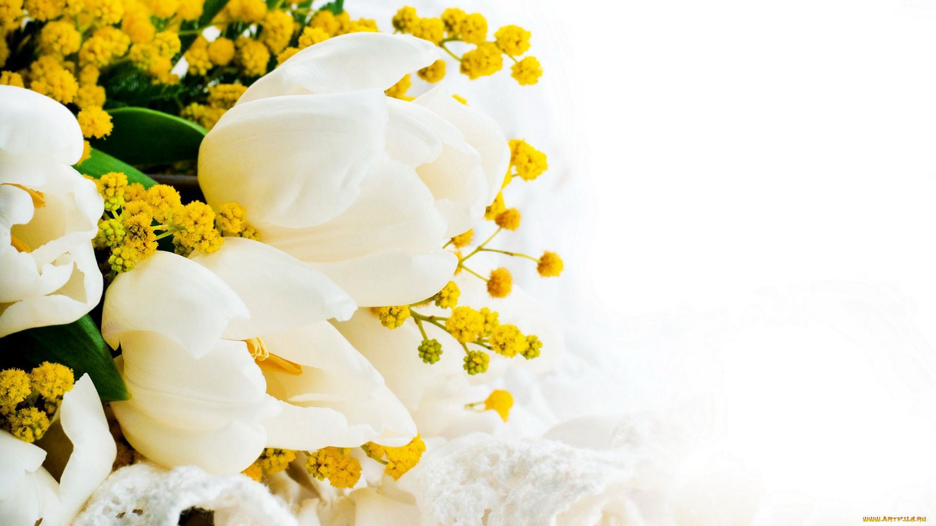 цветы, разные, вместе, мимоза, белый, фон, тюльпаны