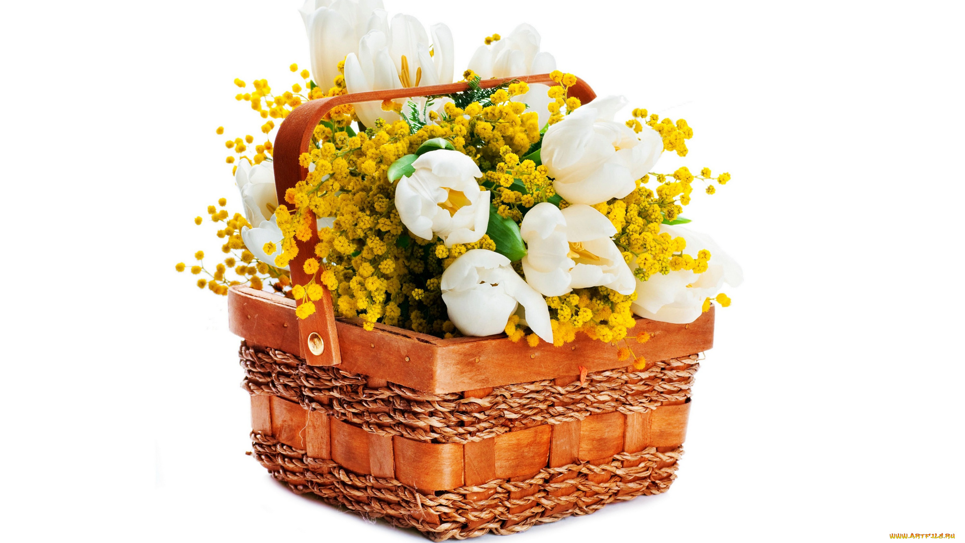 цветы, разные, вместе, тюльпаны, мимоза, корзина, белый, фон