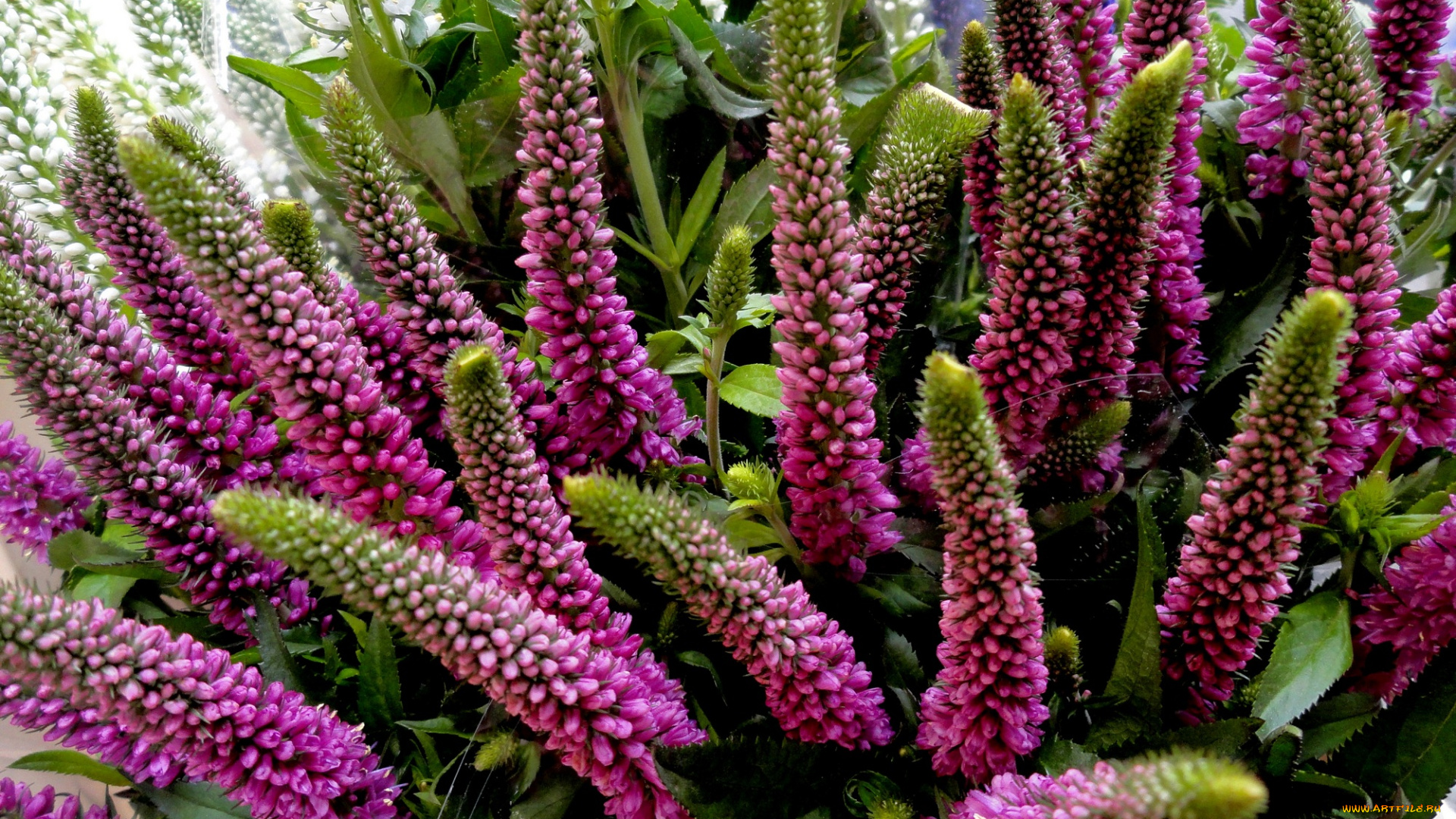 цветы, розово, зеленые