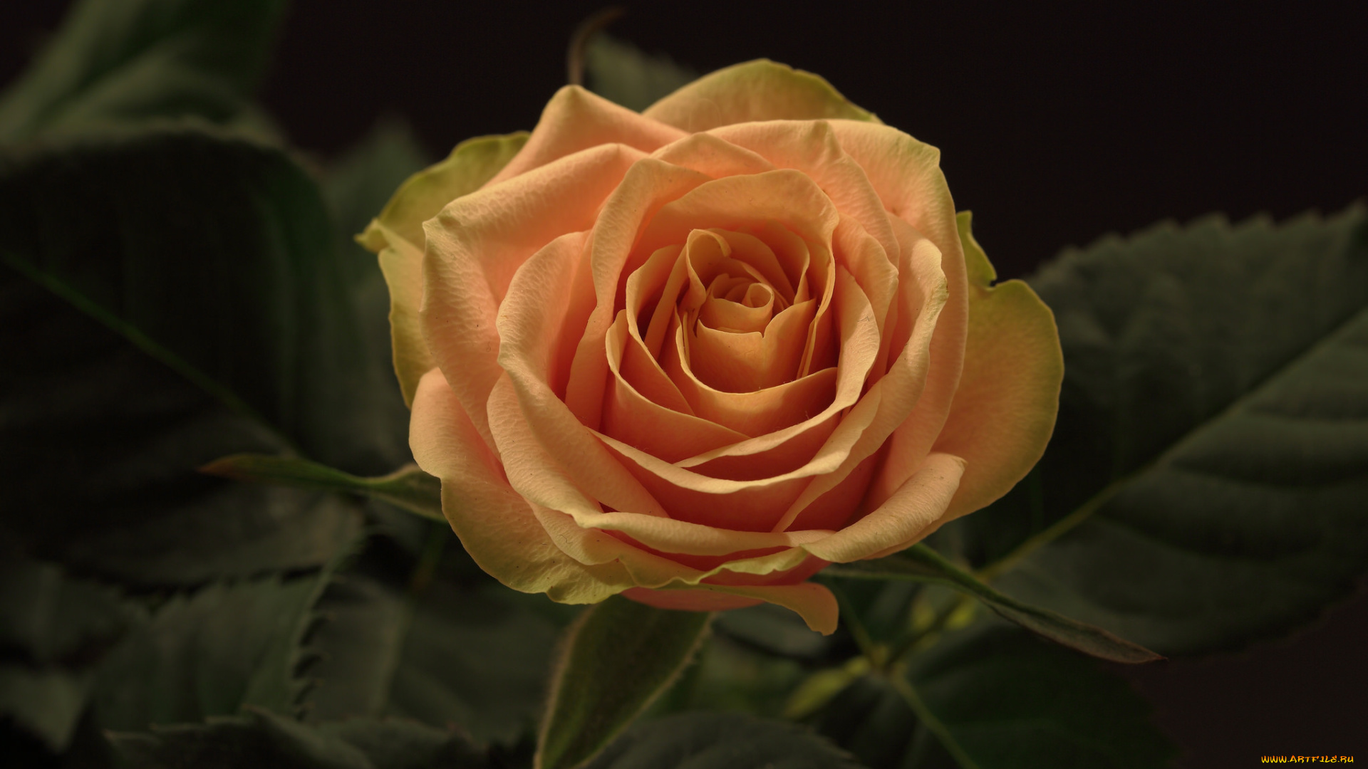 цветы, розы, бутон, роза