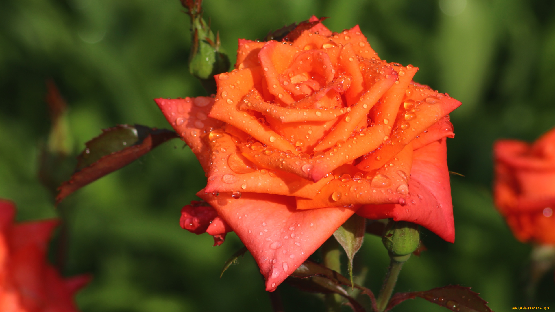 цветы, розы, оранжевый