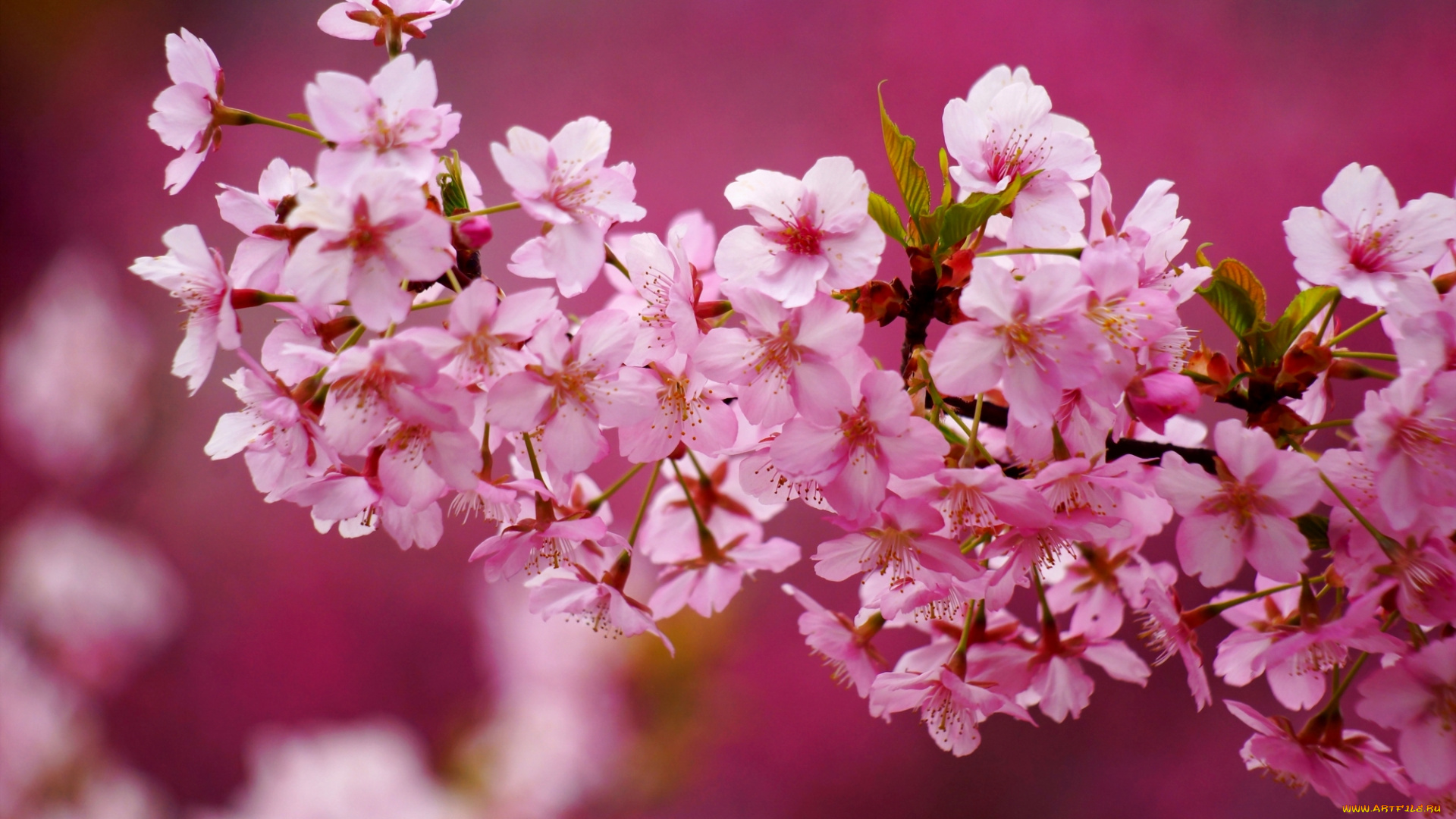 цветы, сакура, , вишня, дерево, ветки, листья