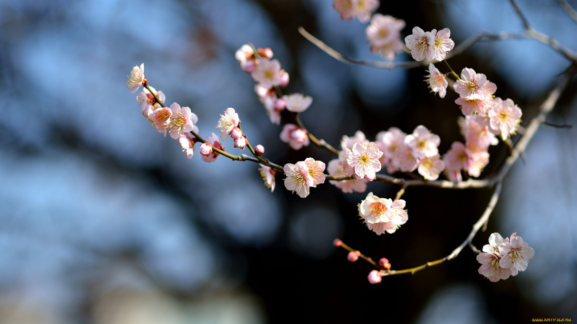 цветы, сакура, , вишня, весна