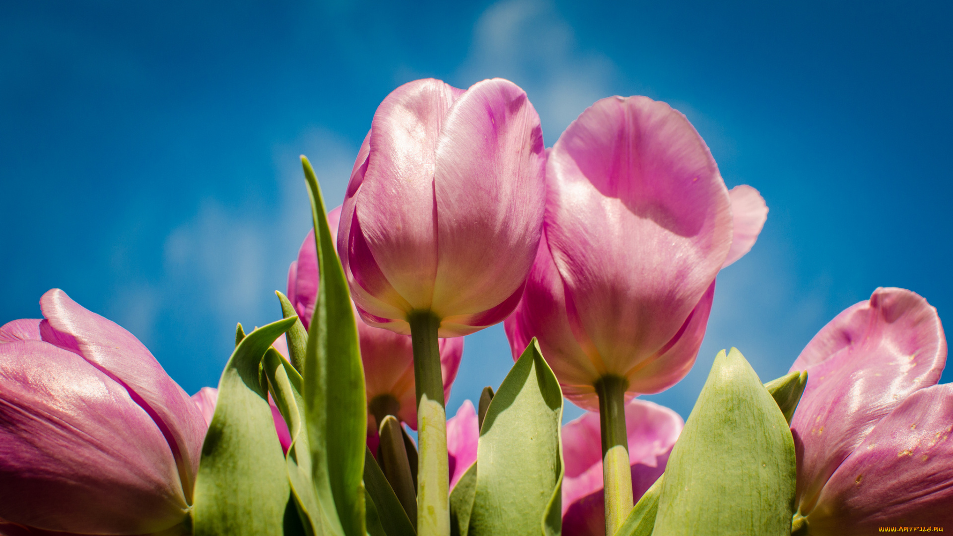 цветы, тюльпаны, розовый