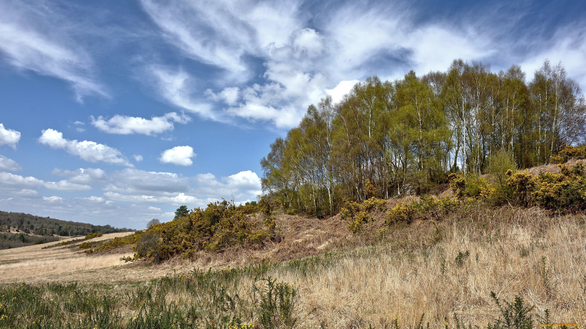 природа, деревья, поле, трава, пригорок, роща