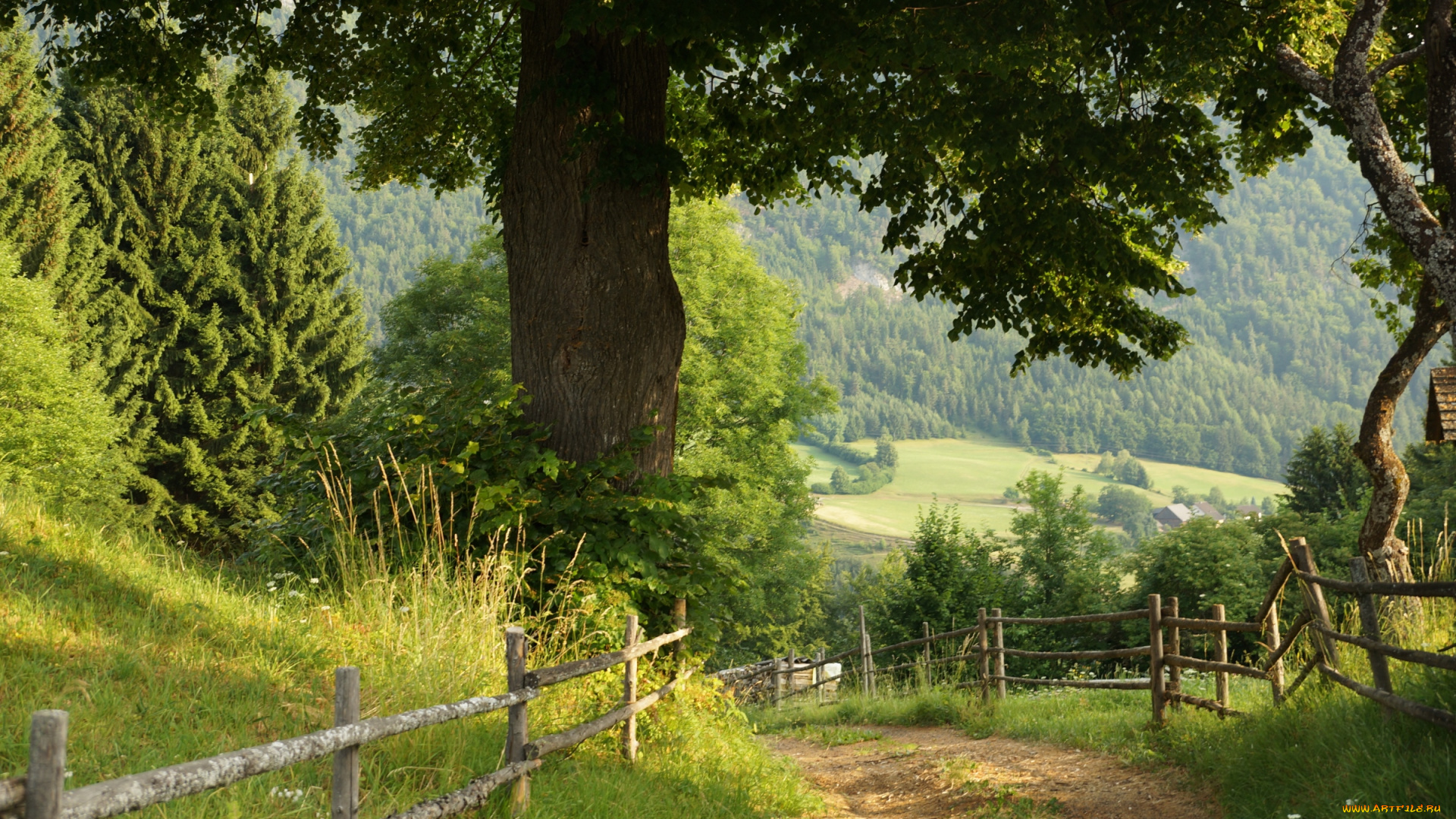 природа, дороги, дуб