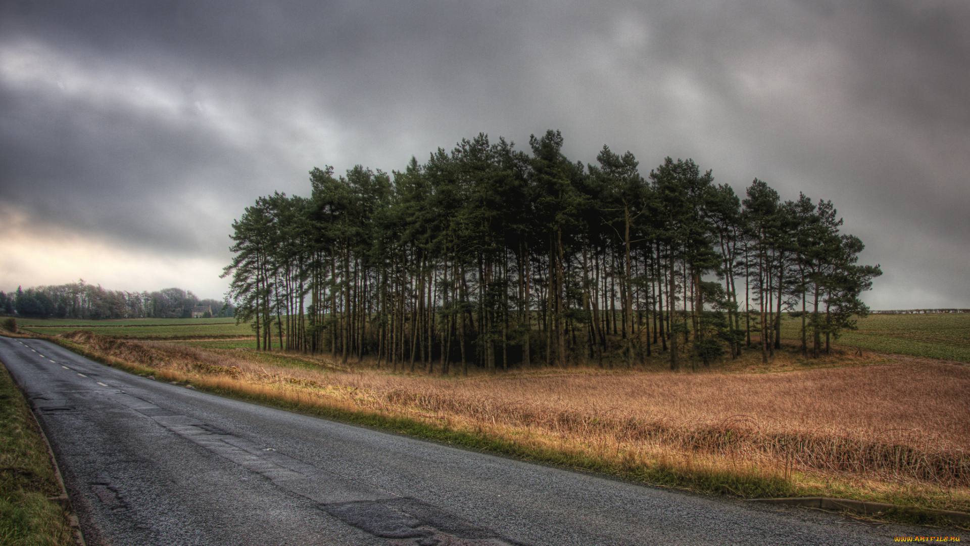 природа, дороги, поле, роща, дорога